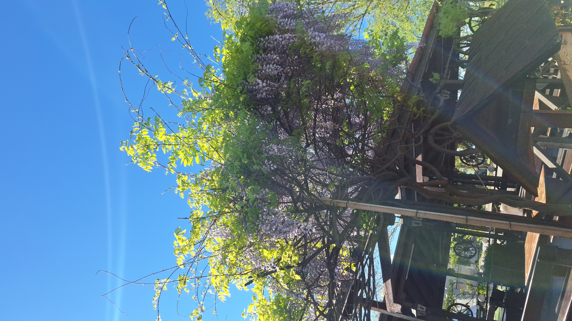 The image shows a wooden structure, likely an arbor or pergola, heavily overgrown with wisteria vines and green foliage. The structure appears weathered and may contain decorative wheels. The sky is bright blue. The scene is likely located in Blagoevgrad, Bulgaria.