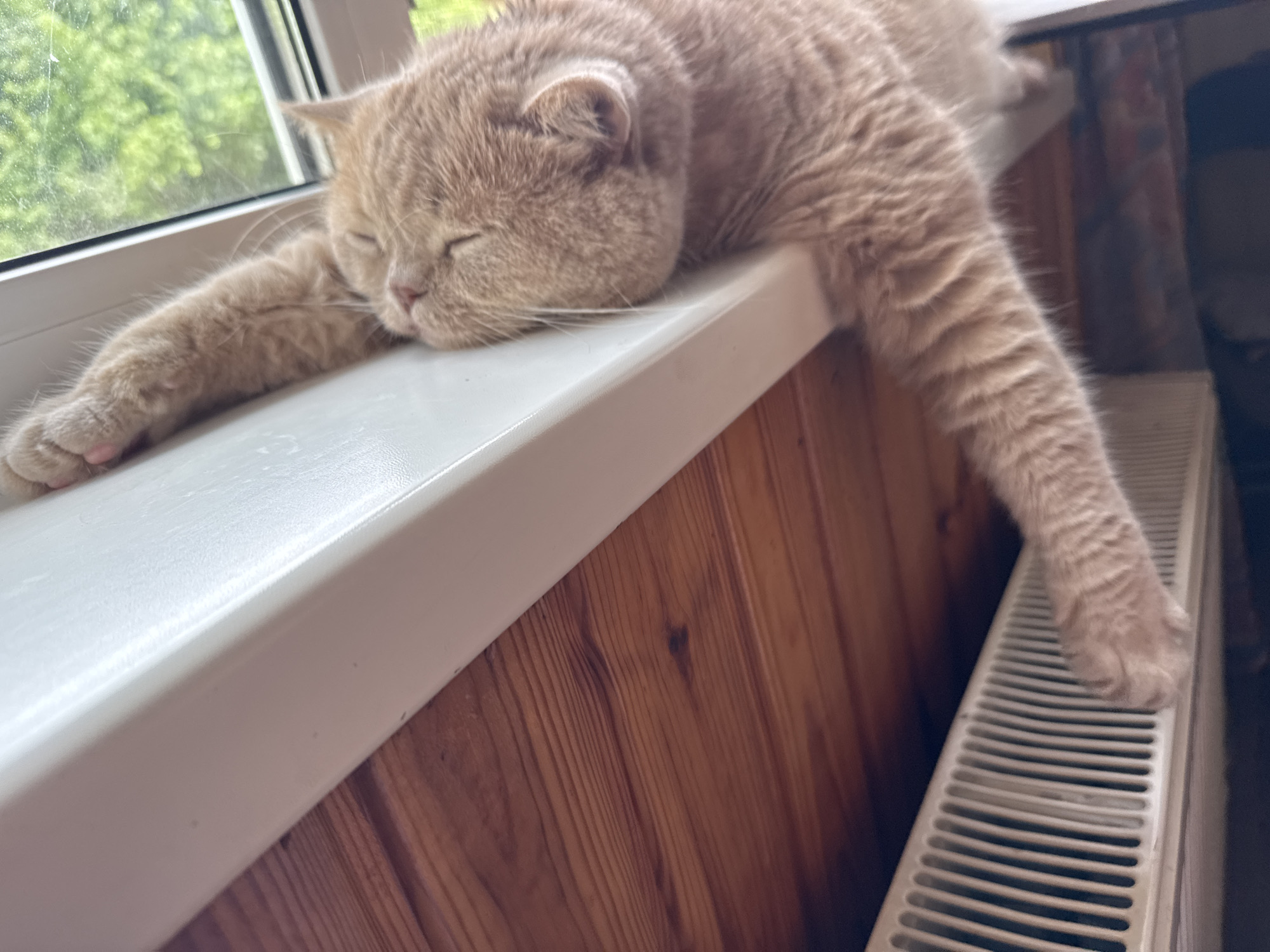 A tan, short-haired cat is sleeping on a white windowsill. The cat's eyes are closed, and its head is resting on its paws. One of the cat's front legs is extended over the edge of the windowsill, with its paw resting on a white radiator. The windowsill is white and appears to be made of plastic. The wall behind the windowsill is made of wood and has a knot in it. Outside the window, green trees can be seen.