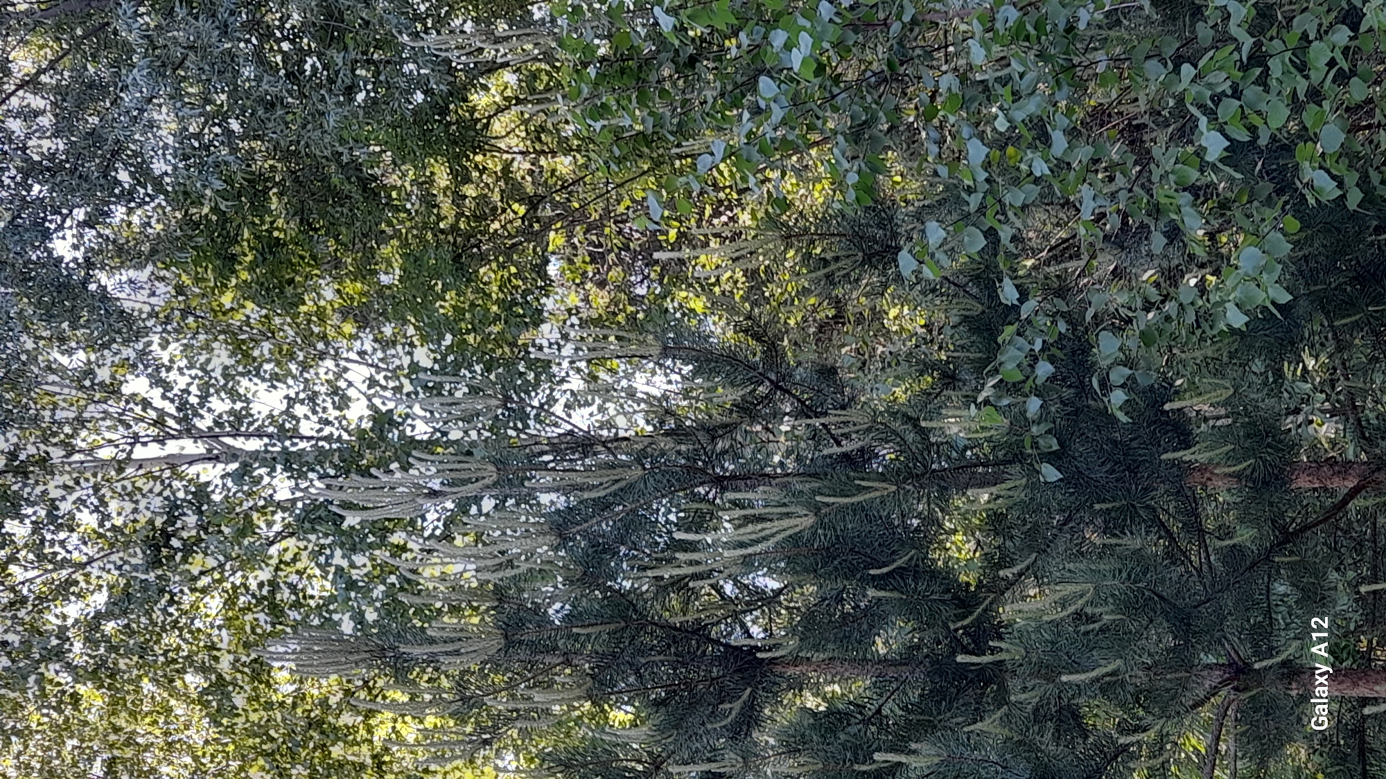 The image shows a view upwards into trees in what appears to be a park or wooded area. The trees include a pine tree with visible pollen cones and other trees with smaller, rounded leaves. The lighting suggests it is daytime. The location is Марковский, Russia.