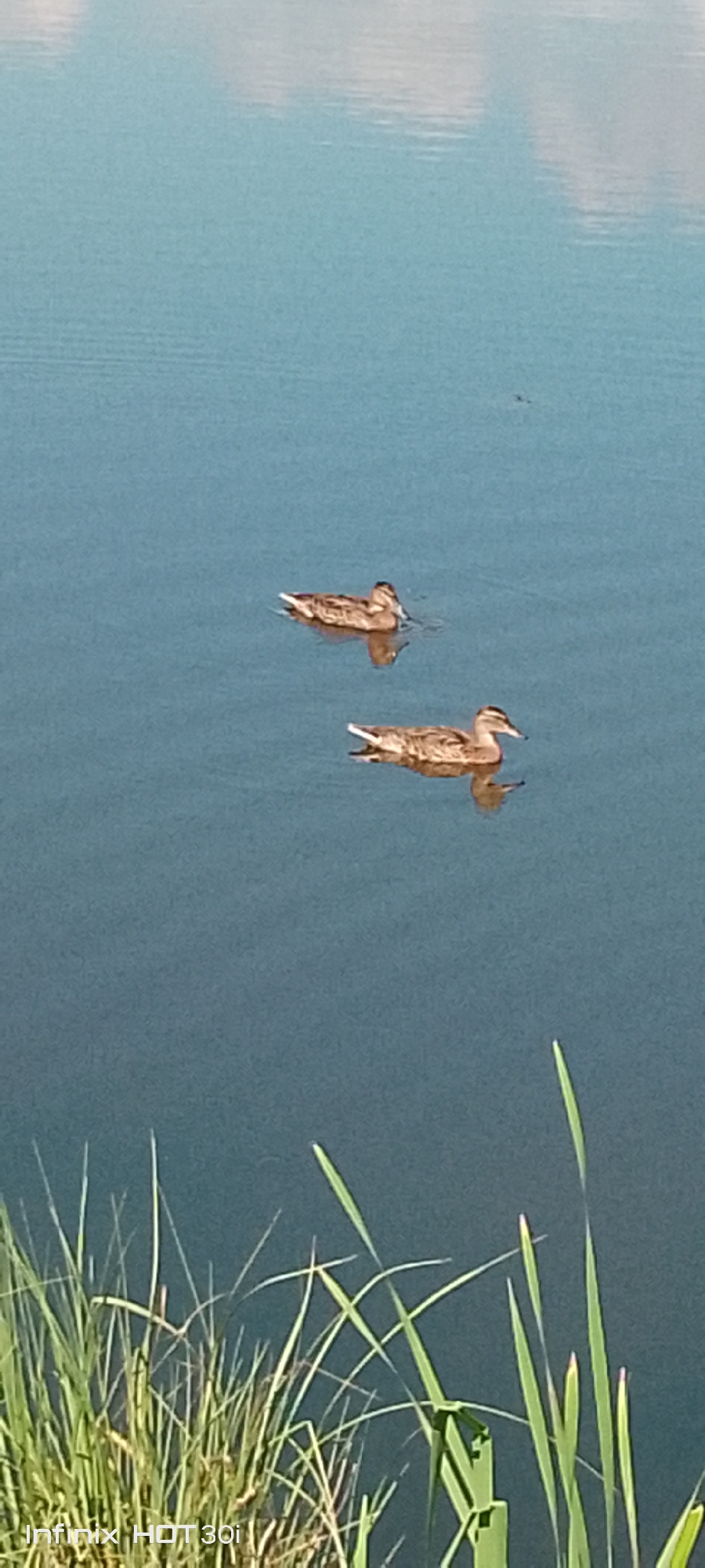 The image displays two ducks swimming on a dark blue body of water, likely a lake or slow-moving river. The water surface reflects the sky and possibly clouds, creating a subtle rippled texture. In the foreground, tall green grass and reeds are visible, suggesting a natural, unmanicured shoreline. The lighting indicates it is daytime, with the sun casting soft reflections. The scene appears to be tranquil and natural. The image is geolocated to Kedrovy, Russia.