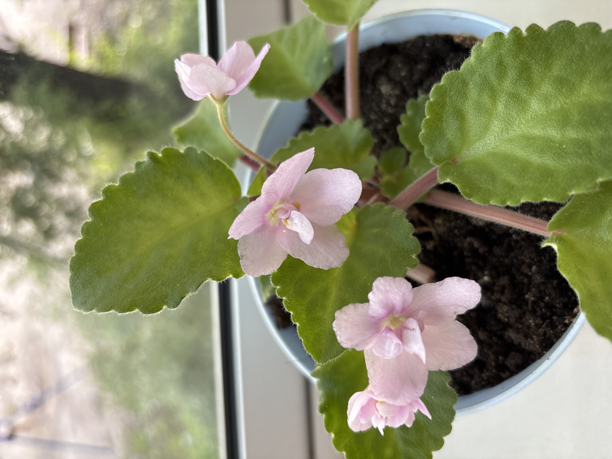 A close-up, eye-level shot shows a potted African violet with pale pink flowers and green, textured leaves. The plant is in a light blue pot filled with dark soil. The background is out of focus, showing a window with a blurred view of greenery outside, suggesting an indoor setting. The lighting is soft and diffused, indicating it might be daytime. The image does not contain information related to the city of Tomsk, Russia.