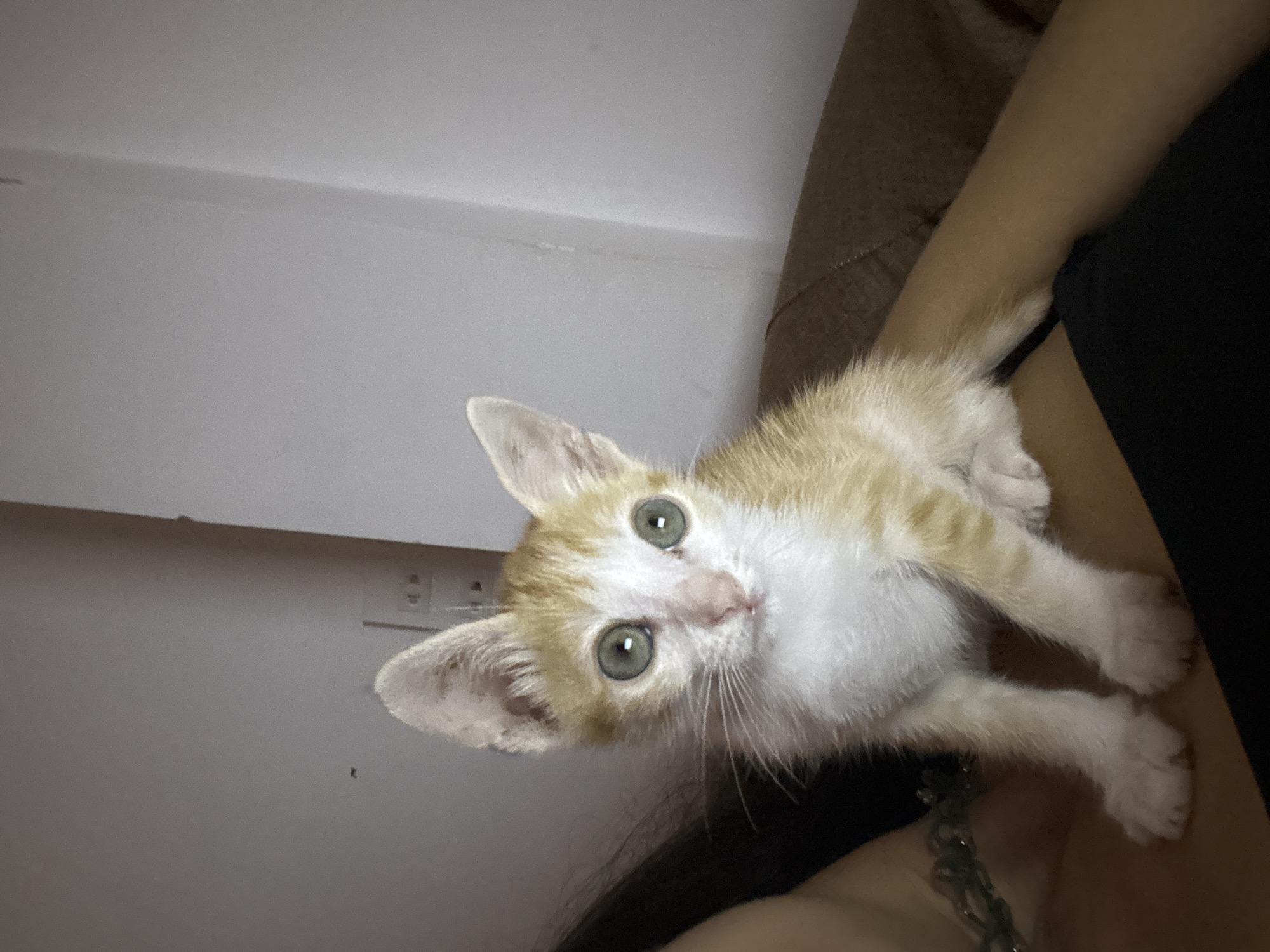 A close-up shot features a small, orange and white kitten being held. The kitten has wide, green eyes, a pink nose, and prominent whiskers. The kitten is positioned against a background that includes a light-colored wall with an electrical outlet. A person is holding the kitten and is wearing a black top. A portion of a brown, upholstered surface is visible behind the person. The photo was taken indoors and appears to be taken in Mũi Né, Vietnam, evidenced by the style of electrical outlet on the wall.