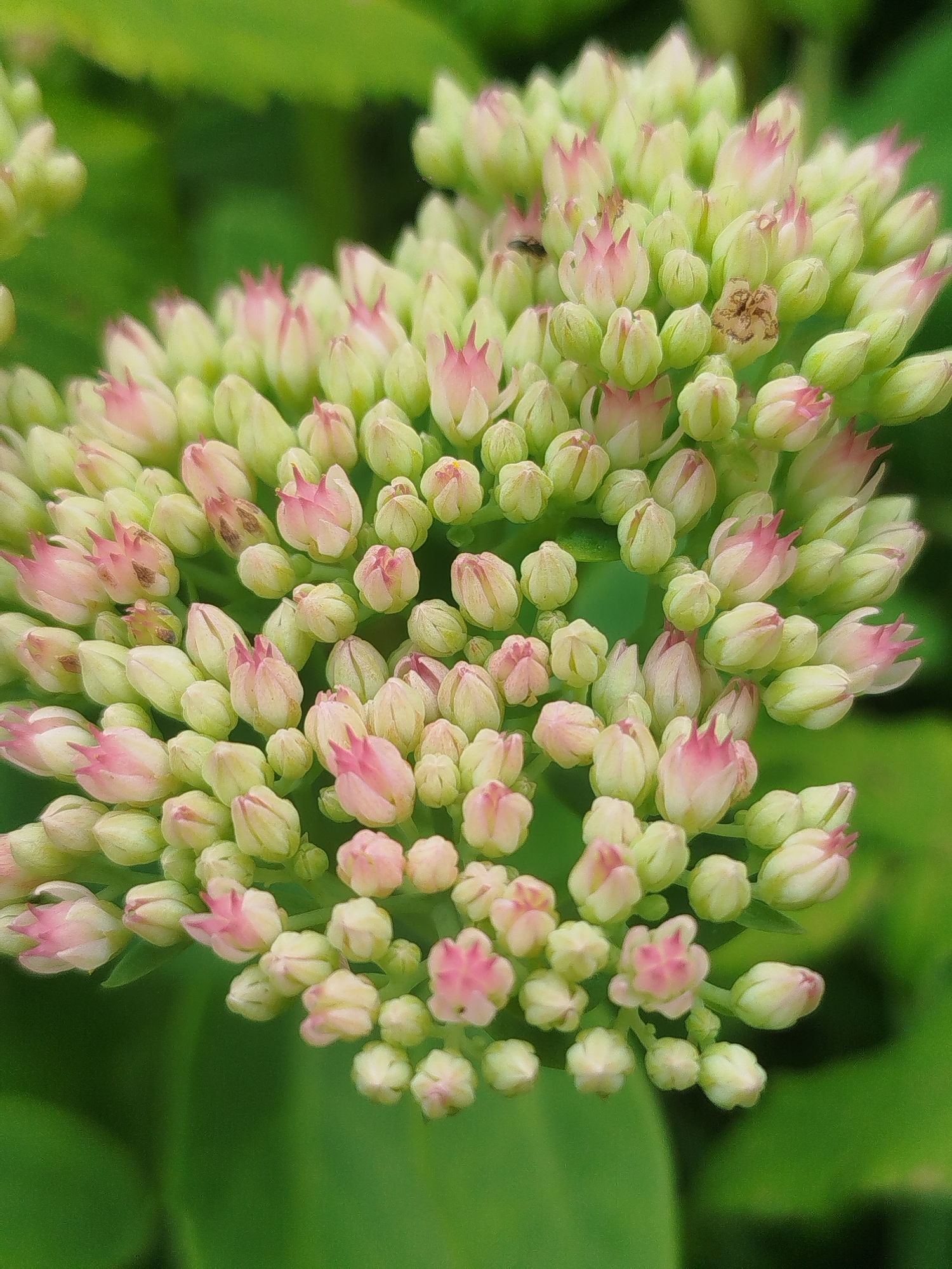 An extreme close-up shot captures a cluster of pink and pale green flower buds, likely sedum, against a softly blurred green background. The buds are tightly packed, with some showing hints of pink at their tips, while others are predominantly green. The lighting is natural and diffused, highlighting the delicate textures of the petals. No people or specific landmarks are visible. The image provides no information about the city of Чкаловское Снт, Russia.