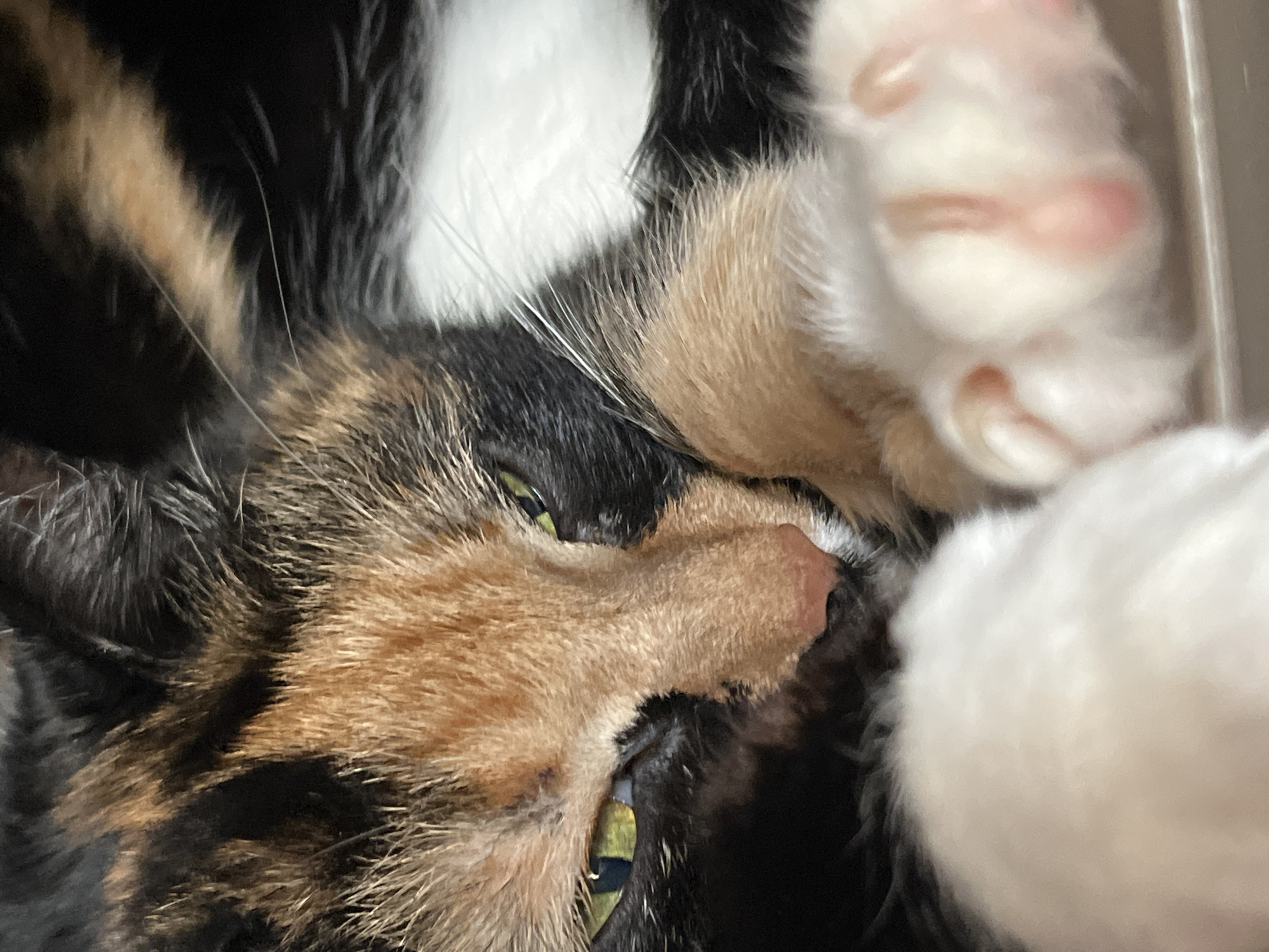 A close-up, eye-level, indoor shot captures a calico cat with green eyes resting. The cat's fur displays patches of black, orange, and white. Its paws, one of which is visible in the foreground, are white with pink paw pads. The background is out of focus. The image does not contain any information to determine its location within the city of Chaikovsky, Russia.