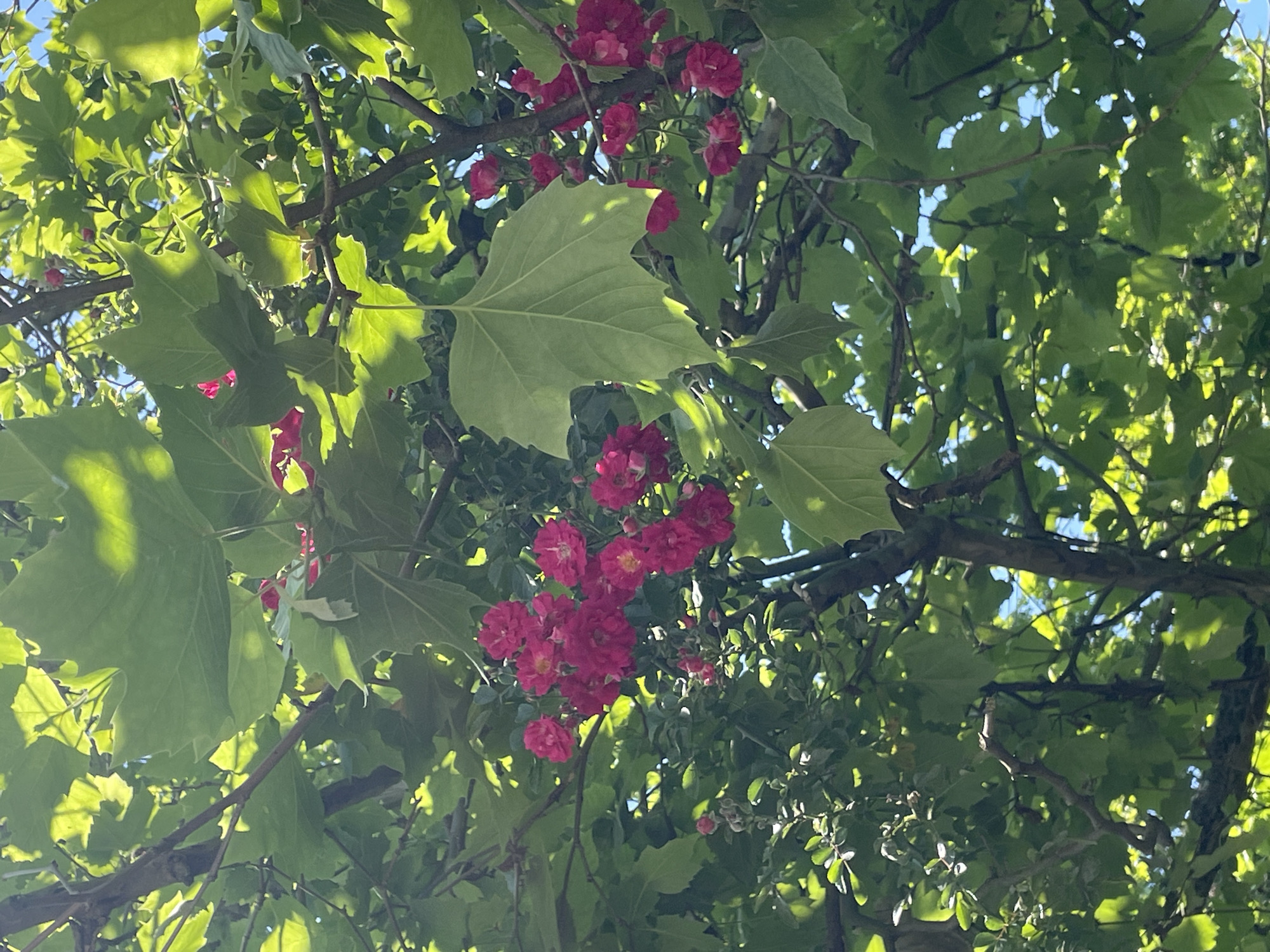 The image shows a close-up view of a tree with lush green leaves and clusters of vibrant pink flowers. The sunlight filters through the foliage, creating dappled light and shadows. The branches of the tree are visible, crisscrossing the frame. The overall impression is one of natural beauty and tranquility, indicative of a park or garden setting within the city of Sochi, Russia, during a sunny day. There are no people or animals depicted in the image.
