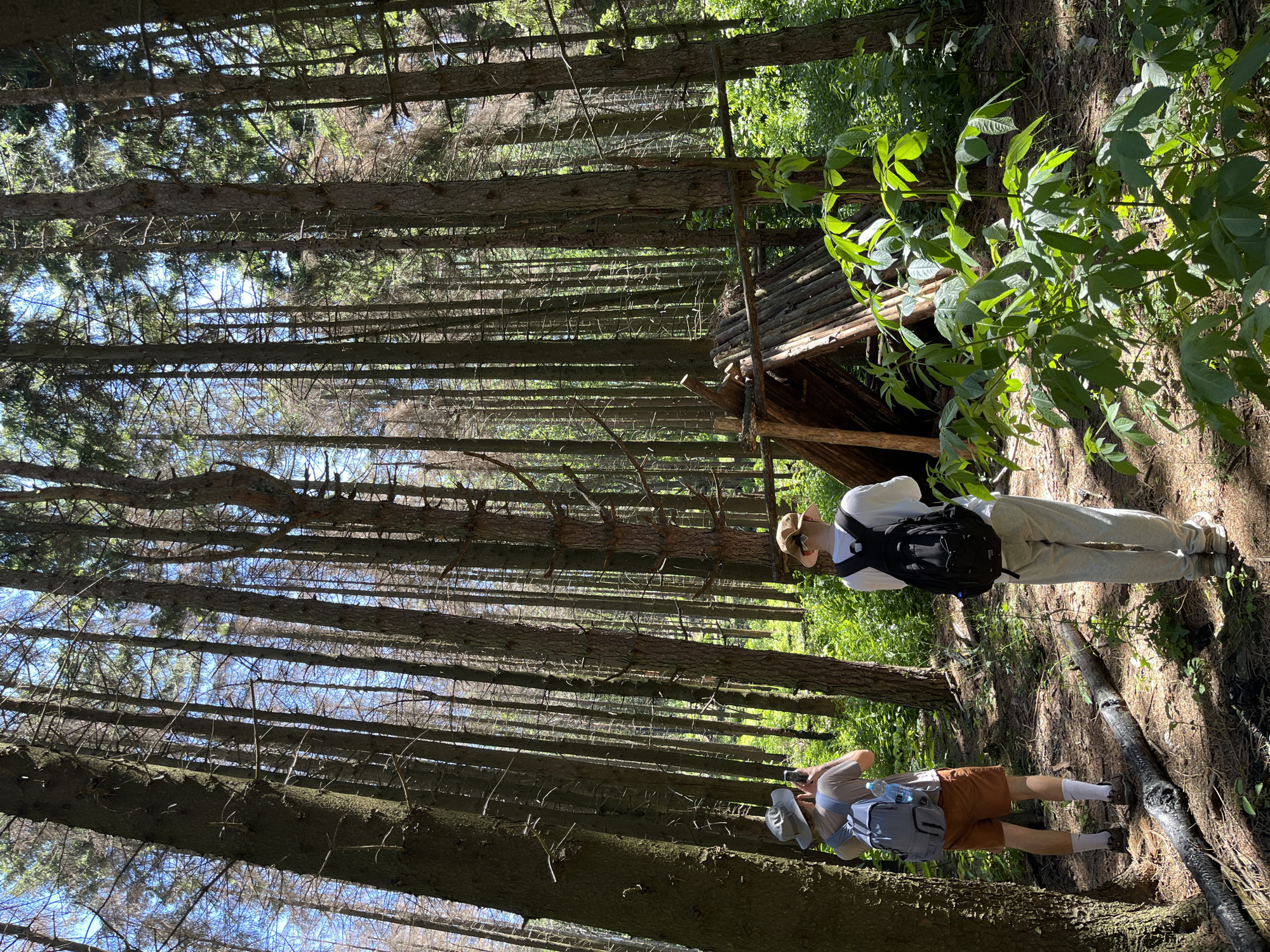 Two people are standing in a forest with tall, thin trees. The scene appears to be a sunny day. The trees are densely packed, creating a dappled light effect on the forest floor. To the right of the frame, there is a small, rustic wooden structure, possibly a shelter or a small hut, built from branches and logs. Lush green foliage is visible around the structure.
One person is closer to the structure and is wearing a white long-sleeved shirt, light gray sweatpants, a hat, and a black backpack. They are looking towards the structure or the surrounding woods. The second person is further away, in the foreground, and is wearing a gray t-shirt, brown shorts, a hat, and a light blue backpack. They are holding a phone, appearing to take a picture or record video. Both individuals are dressed casually, suggesting an outdoor activity like hiking or exploring. The overall mood seems relaxed and exploratory, given the natural setting and the activity of observation. The orientation of the image is landscape, but the content appears to be rotated 90 degrees counter-clockwise.