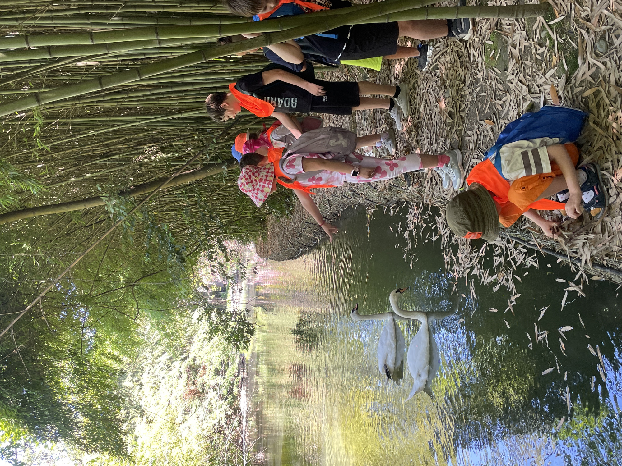 The image depicts a group of children observing two swans in a body of water. The scene is set in a park-like environment characterized by a dense bamboo forest on the right and lush greenery on the left, suggesting a natural or semi-natural setting. The children, wearing bright orange safety vests, are positioned on the bank of the water, which appears to be a canal or a calm river. Some children are pointing towards the swans, indicating engagement and interest in the wildlife. The ground is covered with fallen leaves and debris, and the water reflects the surrounding foliage. The overall atmosphere suggests an educational outing or a nature exploration activity. The specific location within the city of Unknown, Unknown is not determinable from the visual information.
