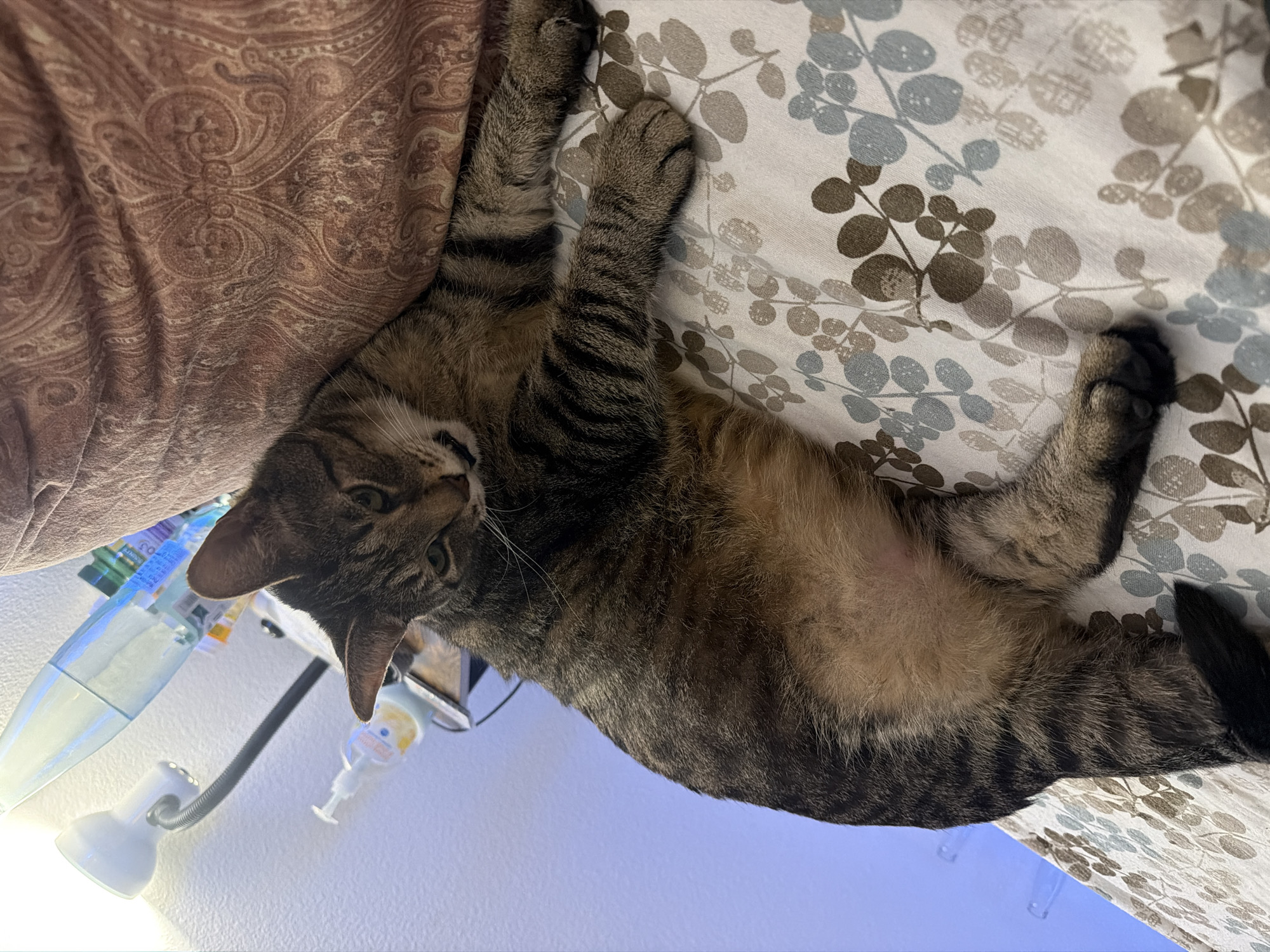 A tabby cat lies on a bed with a patterned comforter. The cat is facing left and appears to be resting. In the background, a lamp and some bottles are visible. The scene is indoors, likely in a bedroom. The image does not provide information to determine the location in Portland, United States of America.