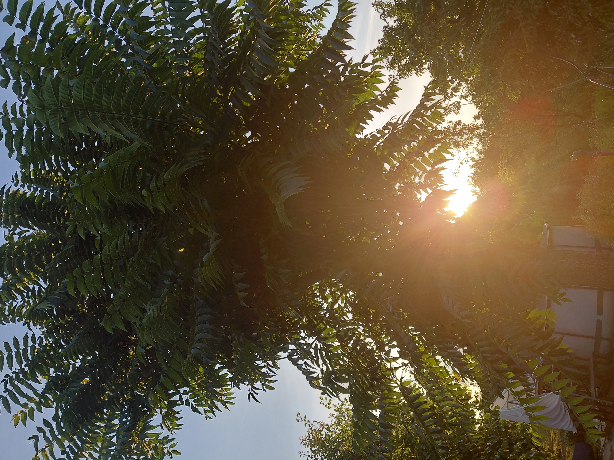A tall tree with dense, green, compound leaves dominates the center of the image. Sunlight streams through the leaves, creating a bright lens flare in the middle of the frame. The background consists of a clear blue sky, with a soft orange glow emanating from behind the tree, suggesting the sun is low on the horizon. More foliage and trees are visible in the lower and right portions of the image, with some indistinct structures, possibly tanks or containers, partially obscured by the tree's branches and the bright light. The scene appears to be outdoors, in a natural or semi-rural setting, with no people or animals visible.