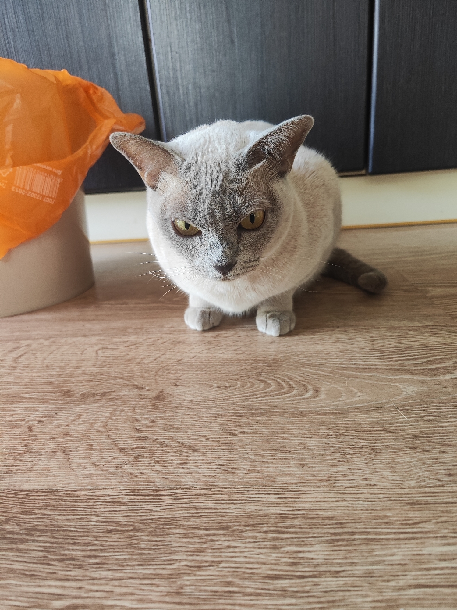 A light gray cat with yellow eyes is sitting on a light brown wooden floor. An orange plastic bag is to the left of the cat, partially obscuring a white cylindrical object. In the background, a dark gray wooden door or cabinet is visible, with vertical lines suggesting panels. The scene appears to be indoors, possibly in a residential setting. No specific location in Gvardeysk, Russia, can be determined from the image.