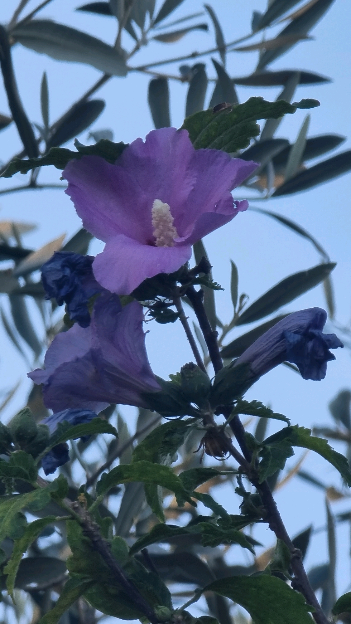 A close-up, low-angle, vertical shot captures a purple hibiscus flower against a dusky blue sky. The flower, with its delicate, ruffled petals and a prominent, pale yellow stamen, is in sharp focus. To the lower left, a second, less vibrant purple hibiscus is partially visible. The stems and green leaves of the hibiscus plant are in the foreground, with blurred, dark green olive tree branches extending from the upper left and right of the frame. The background is a clear, pale blue sky. The image was taken at an unspecified location in Sant Joan Les Fonts, Spain.