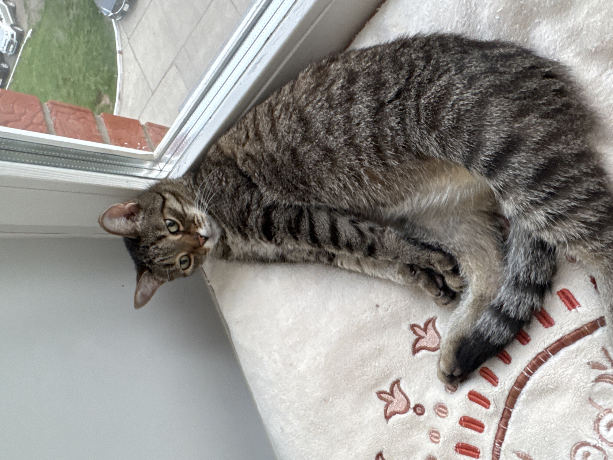 A tabby cat is lying on a white, patterned cushion near a window. The cat is positioned sideways, with its head near the window and its body curled on the cushion. Outside the window, there is a view of a green lawn and a partially visible car, potentially situated in the city of Chaikovsky, Russia.