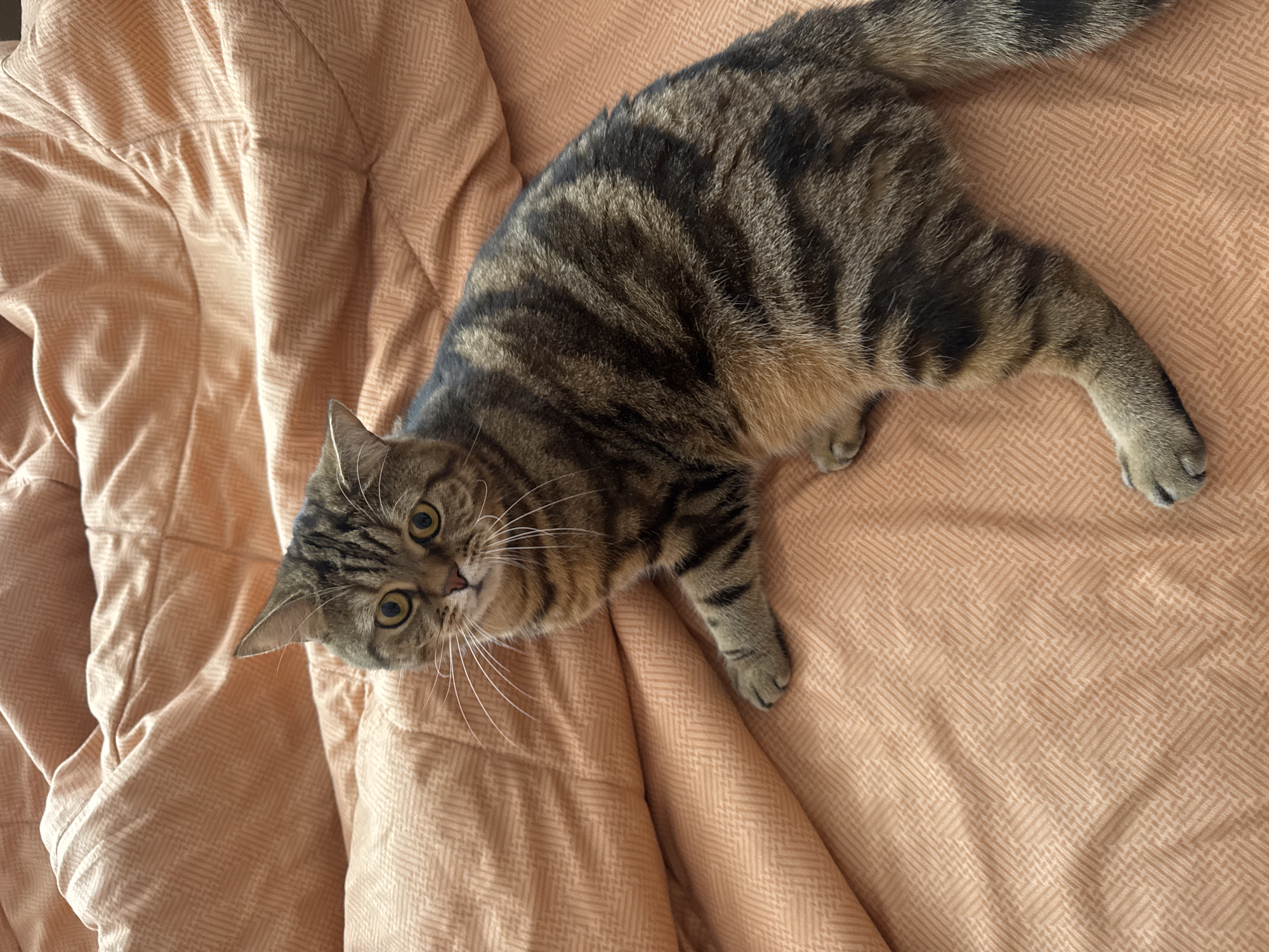 A brown tabby cat is lying on a light orange blanket with a herringbone pattern. The cat is facing the camera with its head tilted to the left. The cat's body extends across the blanket. The cat is in an unknown location in Chaikovsky, Russia.