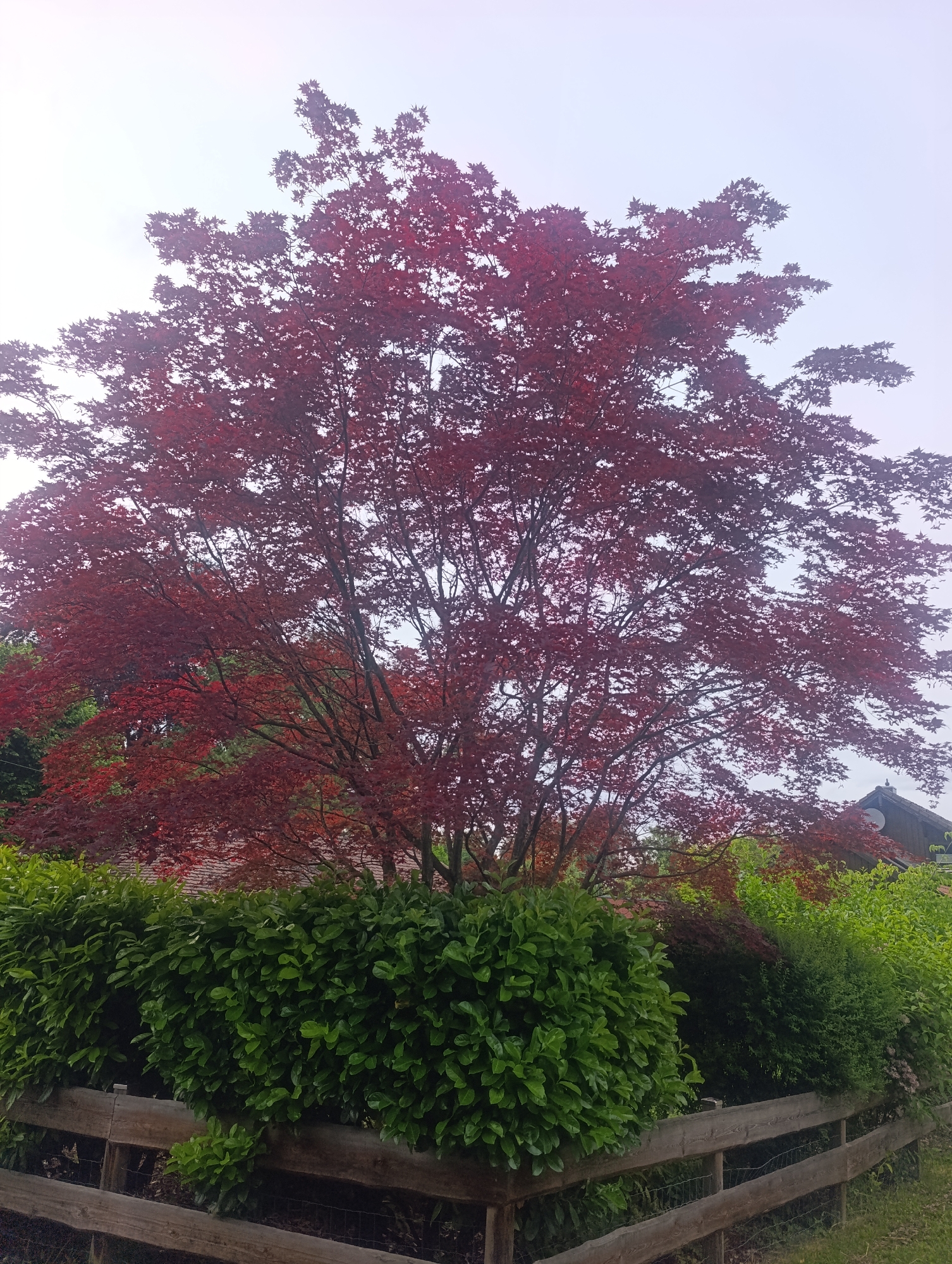 An upward angled shot shows a large Japanese Maple tree with vibrant red foliage dominating the frame. The tree's canopy is dense, with thin branches visible through the leaves. Behind the maple, a row of lush green bushes forms a hedge, partially obscuring a wooden fence. A glimpse of a house with a satellite dish is visible to the right, peeking above the greenery. The sky above is overcast and hazy. The image was taken at a residential property in Pfullingen, Germany.