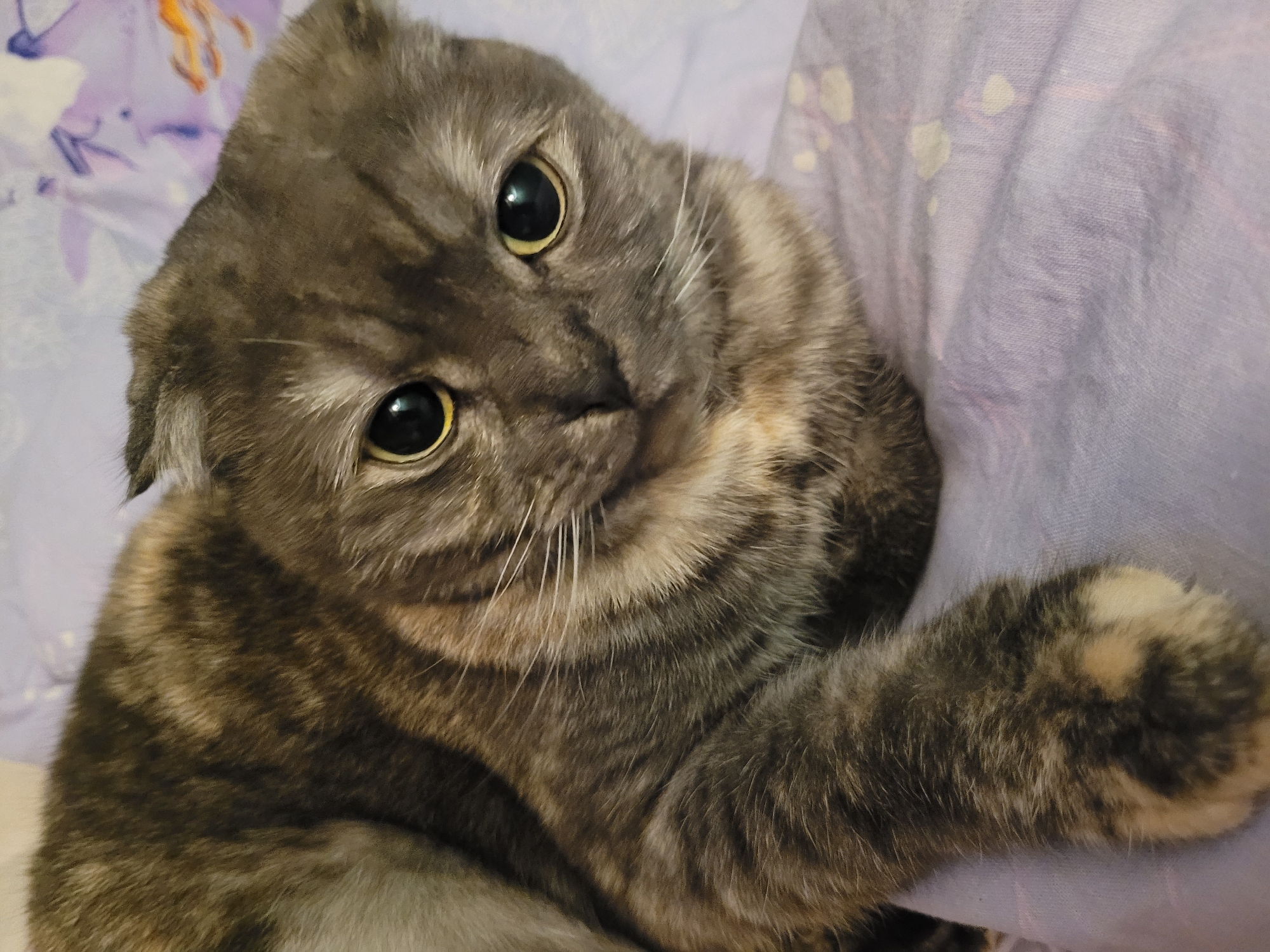 A gray Scottish Fold cat with large, round eyes is lying on a light purple fabric with a subtle floral pattern. The cat's fur is a mix of gray and brown hues, with white whiskers. The cat is positioned at an angle, looking directly at the viewer, with one paw extended towards the camera. The environment is simple, suggesting an indoor setting. The location of Izhevsk, Russia is not discernible in the image.