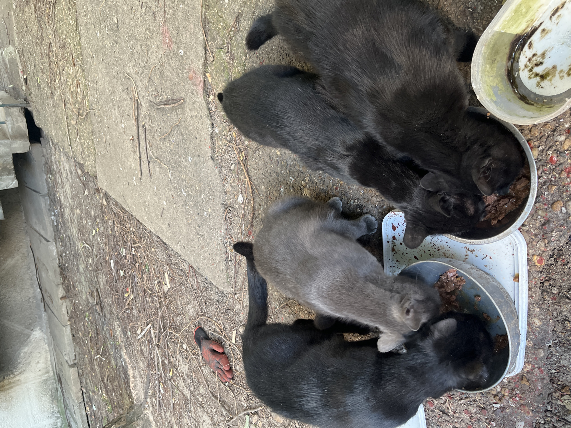The scene shows multiple cats of varying colors (gray and black) eating from bowls on the ground. The location appears to be outdoors, next to a concrete wall with dried vegetation and a red glove resting nearby. The area looks like an unkempt, possibly neglected or feral feeding station. The location is in Belgrade, Serbia.