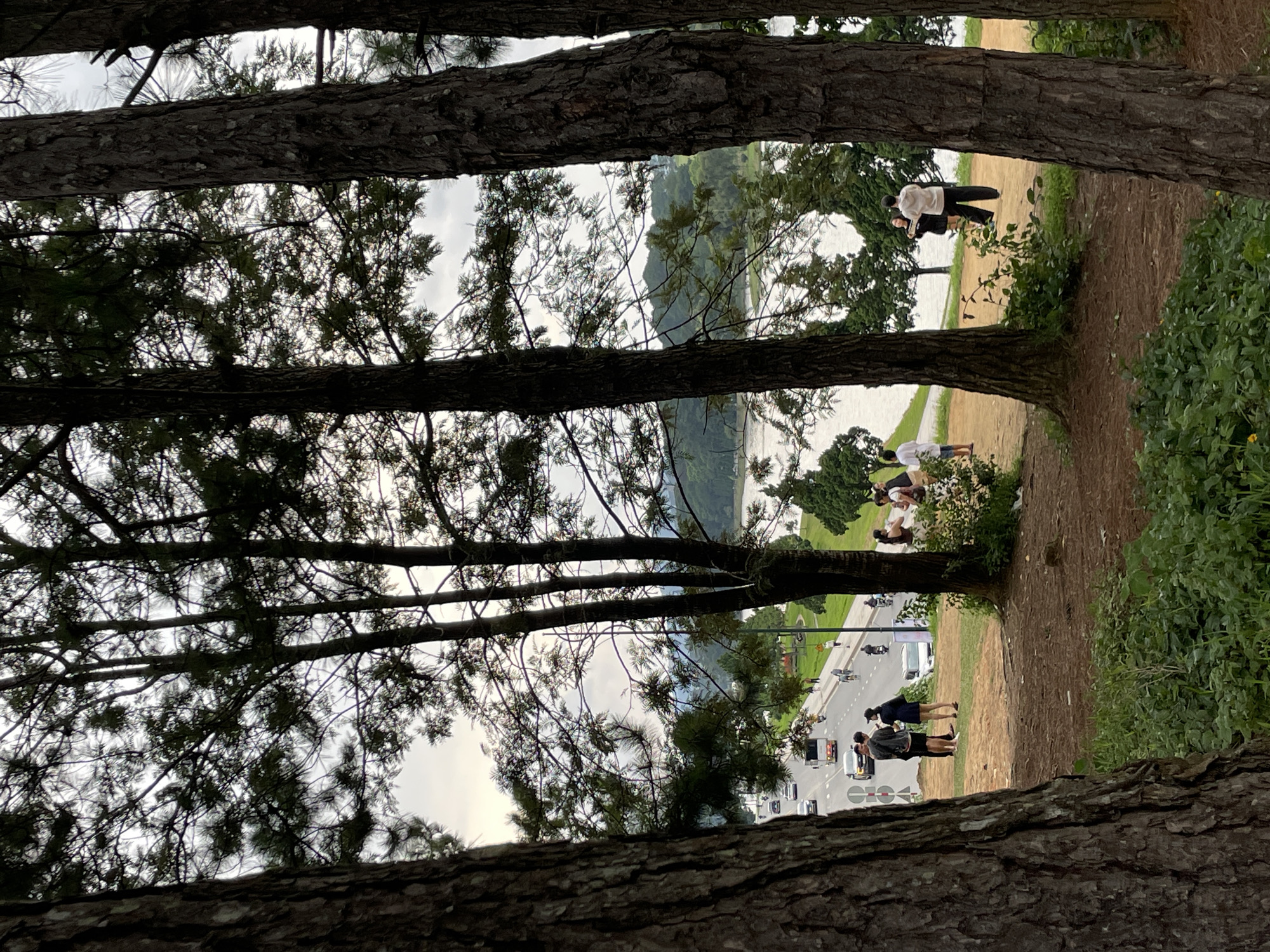 In Da Lat, Vietnam, a serene view unfolds through a cluster of pine trees. In the foreground, the textured bark of a large pine tree dominates the left side of the frame, partially obscuring the scene beyond. Beyond the trees, a road winds alongside a tranquil lake, with a light traffic of cars, a bus, and motorcycles visible. Several individuals are scattered along the roadside and on the grassy embankment. On the right side of the frame, two people are standing near the lake, while on the left, a group of four people are gathered on the embankment, with one person appearing to be taking a photograph. The sky is overcast, casting a soft, diffused light over the landscape, and lush green trees and hills frame the lake in the distance.