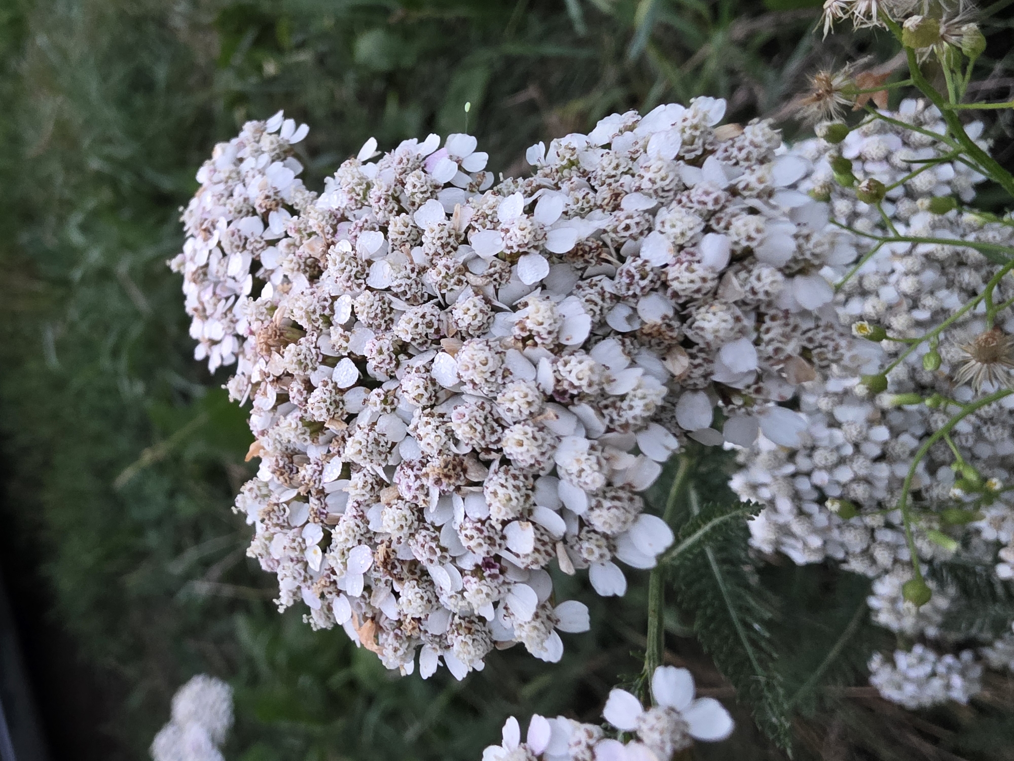 A close-up, low-angle shot focuses on a cluster of small, white flowers with some browning at the tips. The flowers are densely packed, forming a larger bloom. Some individual petals are visible, along with the tiny, textured centers of many florets. Water droplets are present on some of the petals. The background is a blur of green foliage, suggesting an outdoor setting. The image appears to have been taken in Chaikovsky, Russia, though no specific landmarks or details confirm this location. There are no people or animals present in the image.