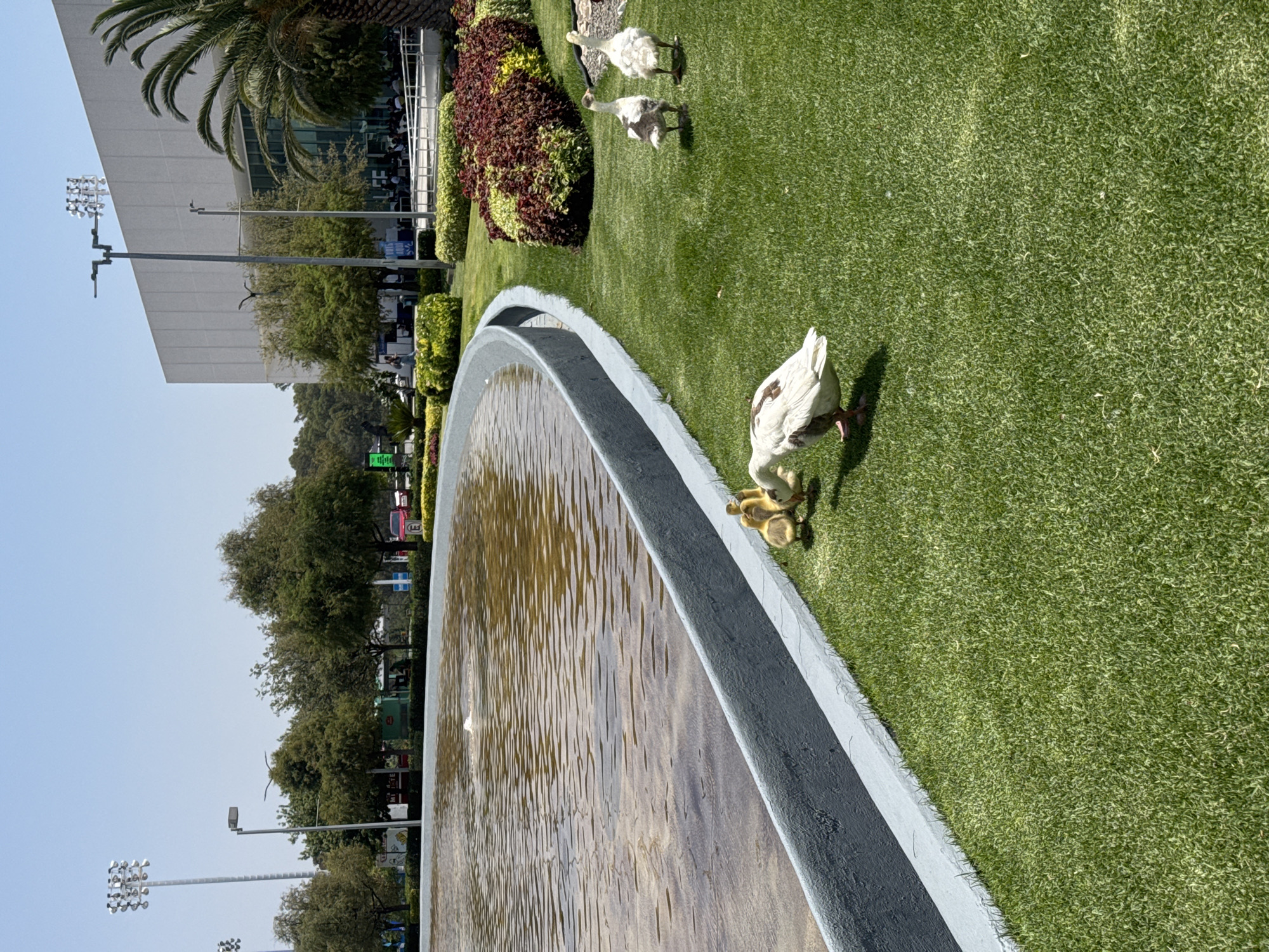 The image, taken in Heroica Puebla de Zaragoza, Mexico, shows a fountain with water. A white duck and several yellow ducklings stand at the edge of the fountain on a green lawn. In the background, there are other ducks, a flower bed, a building, and trees. A light-blue sky is visible in the top and left side of the frame. Light poles are visible in the background.