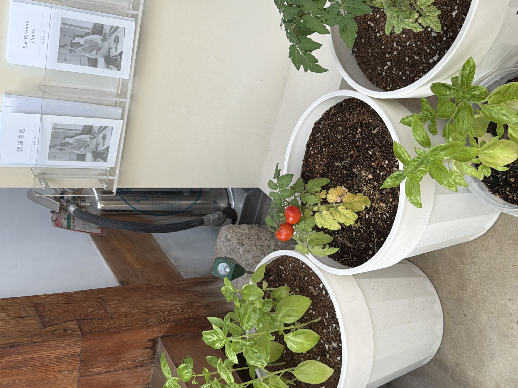 The image depicts an outdoor scene with several potted plants and a fire extinguisher. In the foreground, there are three white planters. The leftmost planter contains several basil plants with vibrant green leaves. Next to it, a planter holds a tomato plant with two ripe red tomatoes. To the right, another planter has a tomato plant with green leaves. In the background, a silver fire extinguisher is visible, leaning against a stone. Above the plants, on a beige wall, there are two clear plastic brochure holders containing pamphlets. One pamphlet displays text in Korean and a black and white photograph, and the other has English text that reads "Bae Ryeom's House" and "Gye dong, Seoul," along with a similar black and white photograph. The environment suggests an urban setting, possibly a cafe or a residential area in Seoul, South Korea. The lighting indicates it is daytime.
