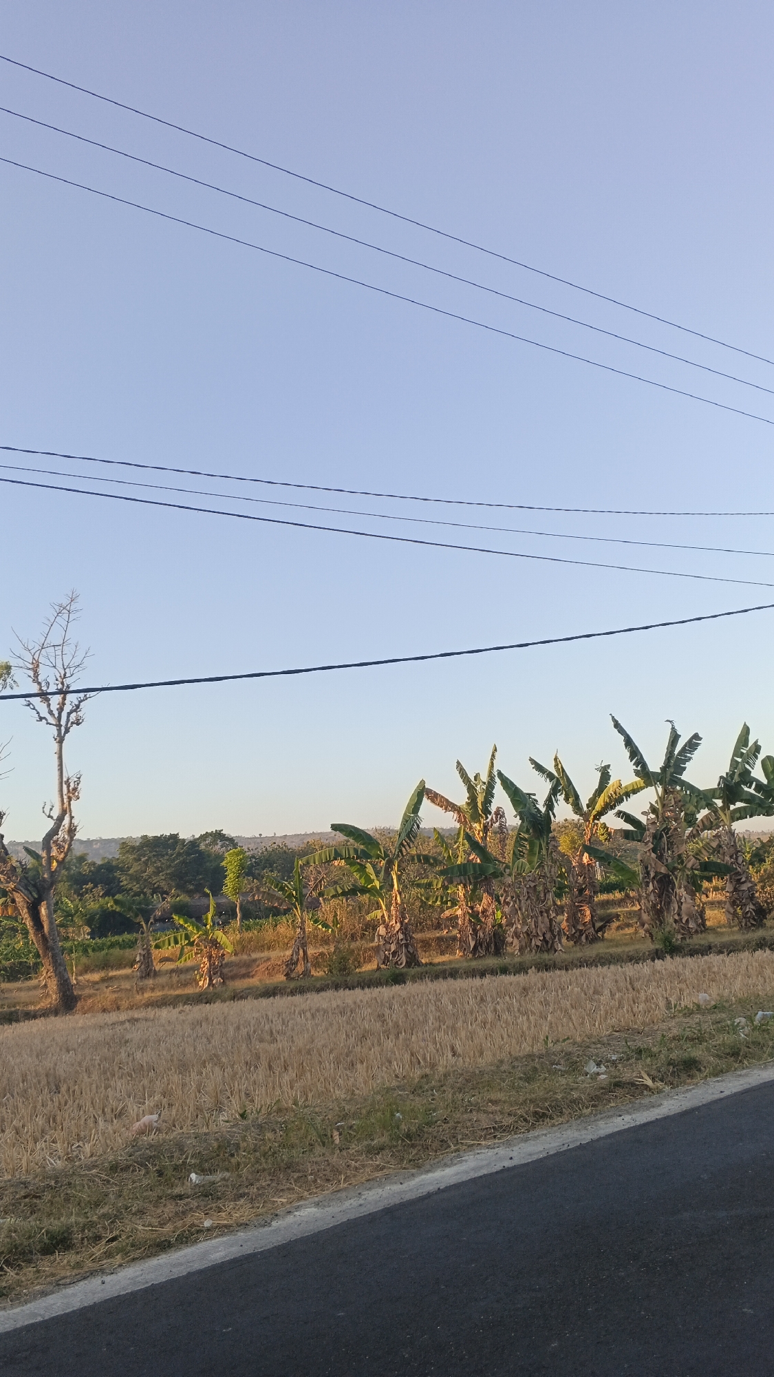 The image depicts a rural landscape, likely in Soko, Indonesia, characterized by a clear, pale blue sky with several power lines stretching across the frame. In the foreground, a paved road runs diagonally from the bottom right corner. Adjacent to the road is a strip of dry, golden grass and vegetation, with some scattered litter visible. Beyond this, a field of dry, stubbly crops, possibly rice stalks after harvest, stretches horizontally.
In the middle ground, a row of banana trees with large, green leaves and dried stalks forms a prominent visual element. To the left of the banana trees, a tall, barren tree with a gnarled trunk stands out. The background consists of a gently sloping hillside covered in dense green foliage, with hints of distant structures or settlements. The lighting suggests it is either early morning or late afternoon, with the sun casting a warm glow on the vegetation. There are no people or animals clearly visible in the image.