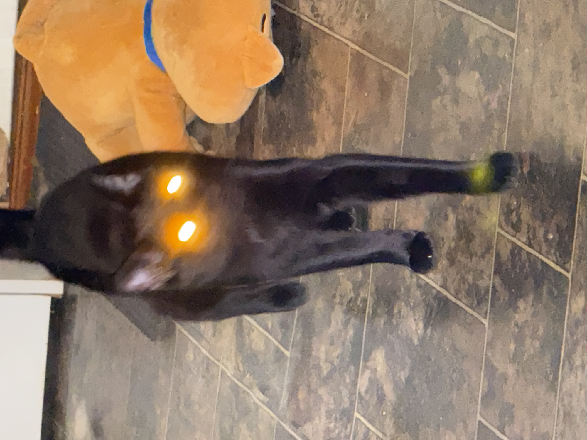 A black cat with glowing yellow eyes is stretched out on a tile floor. A stuffed animal, potentially a bear with a blue collar, is visible in the upper left corner of the frame. The floor tiles are brown and grey with a geometric pattern. A white surface is partially visible on the left side of the image. There is no indication of the location being Khimki, Russia.