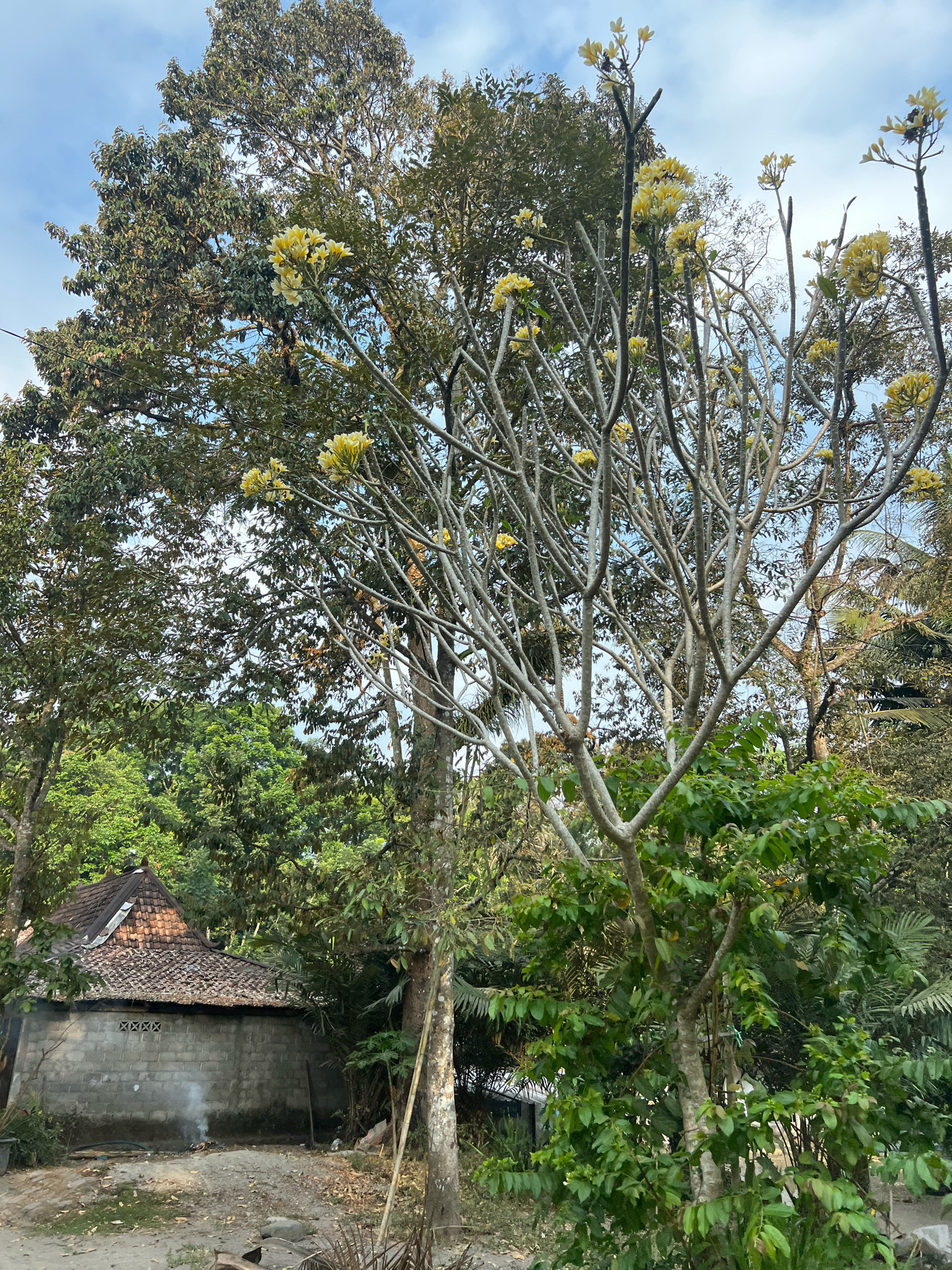 The image depicts a slightly overcast scene in what appears to be a rural or semi-rural setting within Argomulyo, Indonesia. In the foreground, a barren tree with delicate yellow flowers stands prominently, its branches reaching towards the sky. Behind it, a dense canopy of lush green trees and foliage creates a vibrant backdrop. To the left, a small, rustic structure with a tiled roof and concrete block walls is visible. Smoke emanates from a small fire in front of the building, suggesting ongoing activity. The ground is uneven and appears to be a mixture of dirt and scattered debris. The overall atmosphere is one of natural beauty juxtaposed with simple human habitation.