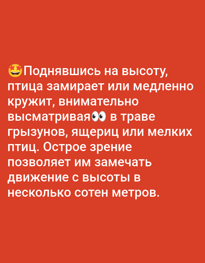 A red background displays white text and a yellow emoji of a happy face. The text reads, "Поднявшись на высоту, птица замирает или медленно кружит, внимательно высматривая в траве грызунов, ящериц или мелких птиц. Острое зрение позволяет им замечать движение с высоты в несколько сотен метров." This translates to "Having gained altitude, the bird freezes or circles slowly, attentively scanning the grass for rodents, lizards or small birds. Sharp eyesight allows them to notice movement from a height of several hundred meters." There are no people or identifiable locations present in the image.