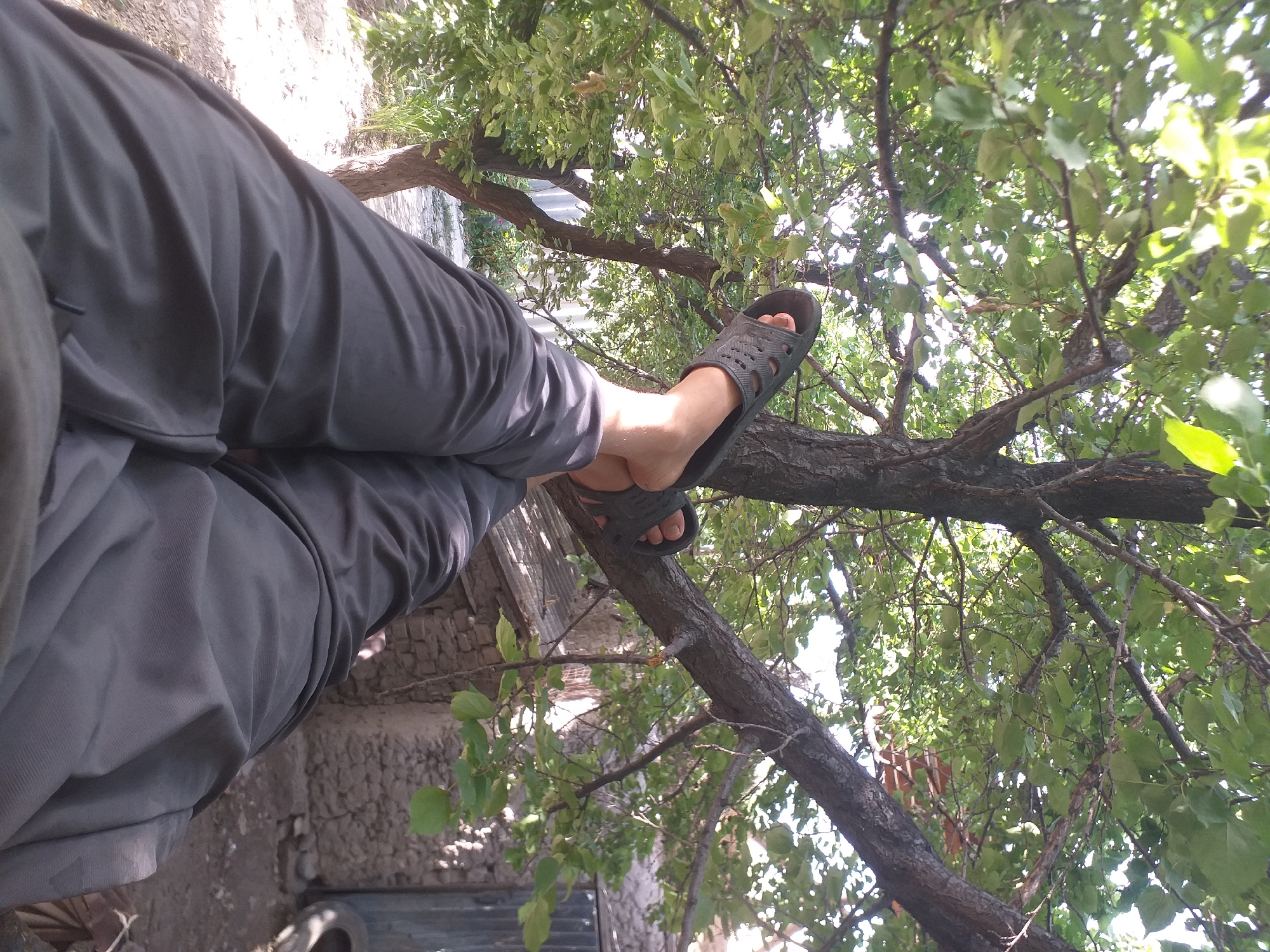 A person's legs are extended outwards, with their feet resting on a tree branch. The person is wearing dark gray pants and black sandals. They are positioned in the upper half of the frame, with the lower half of the image showing the ground, a stone wall, and some trees. The scene is lit by sunlight, casting shadows through the leaves of the trees. The background is slightly out of focus, but suggests an outdoor setting, possibly a yard or garden.