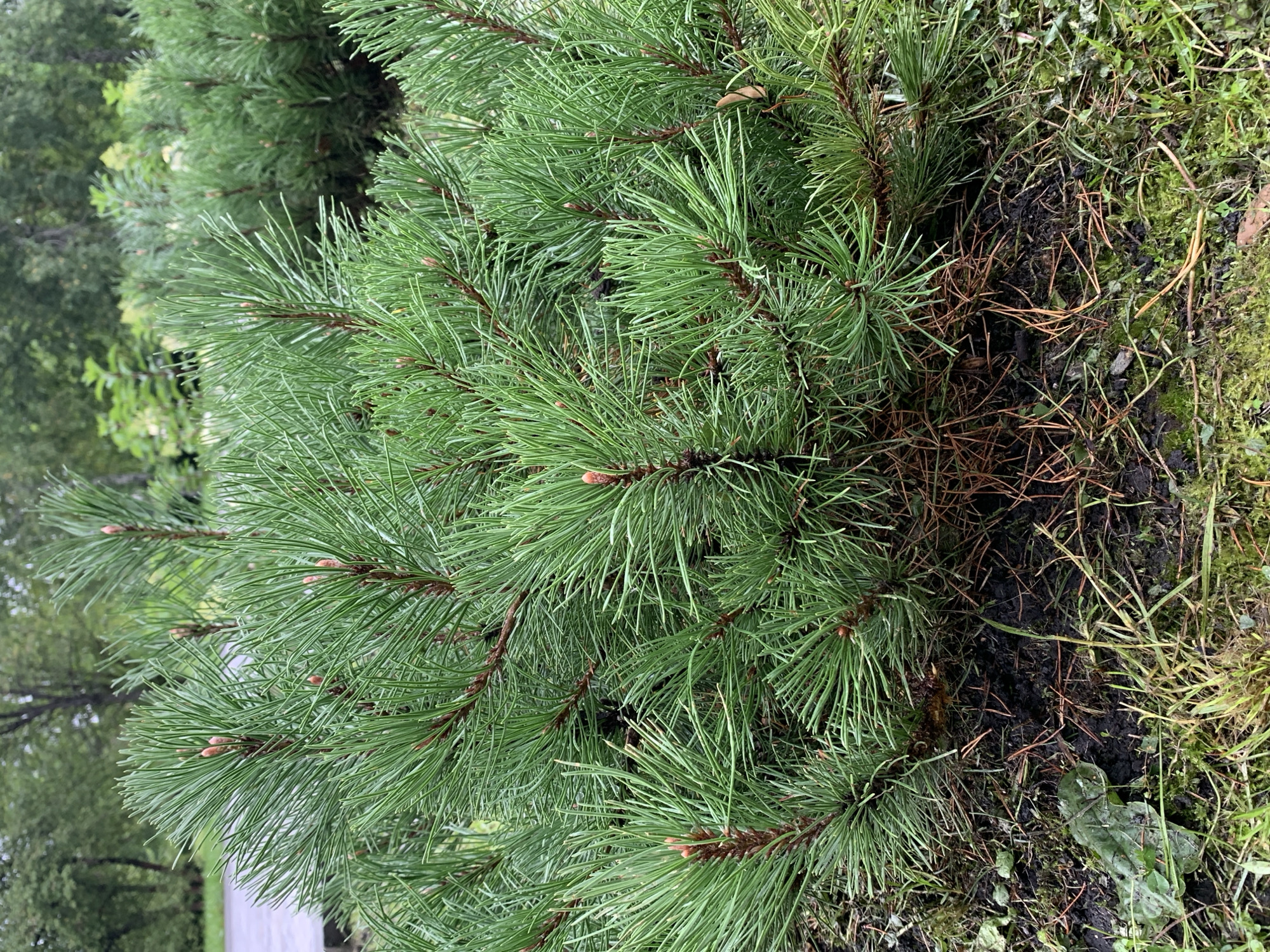 The image shows a close-up of a dense, green pine shrub with sharp needles and small, reddish-brown buds. The shrub is planted in dark soil with some dry pine needles and green grass around its base. In the background, other similar pine shrubs are visible, along with blurred trees and foliage, suggesting an outdoor setting. The lighting is overcast, and the overall atmosphere is natural and somewhat subdued. No people or specific landmarks are visible to indicate a precise location within Prokopyevsk, Russia.