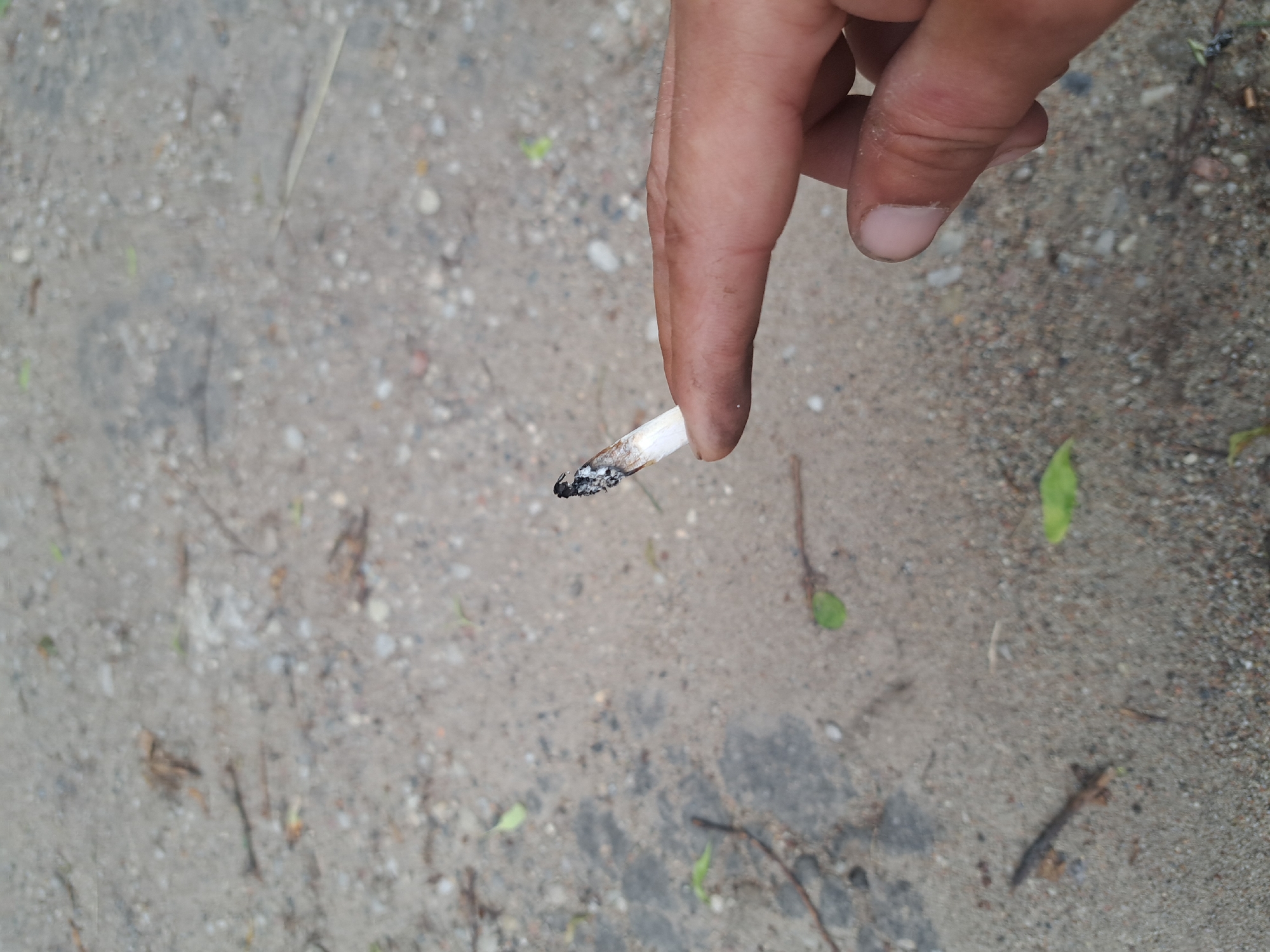 A person's index finger, stained with dirt, holds a partially smoked cigarette with a burnt end and ash. The cigarette is positioned horizontally, with the burnt end to the left and the filter to the right. The background consists of sandy ground with scattered small pebbles, dry twigs, and a few green leaves, suggesting an outdoor environment. The scene appears to be a close-up, with the finger and cigarette occupying the right side of the frame, and the ground filling the rest. There is no specific indication of the location being in Cēsis, Latvia.