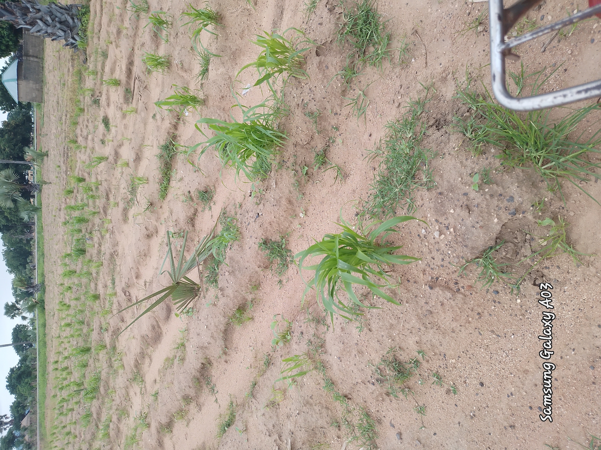 The image shows a field of young, green sorghum plants in Angwan Hausawa, Nigeria. The plants are spaced in rows on sandy soil, with some areas appearing to have been recently tilled. A few palm trees and other vegetation are visible in the background, along with a building with a green roof. The sky is overcast. The foreground shows a few scattered plants and some weeds. The overall impression is of an agricultural landscape in a rural setting. The image is tagged with "Samsung Galaxy A03".