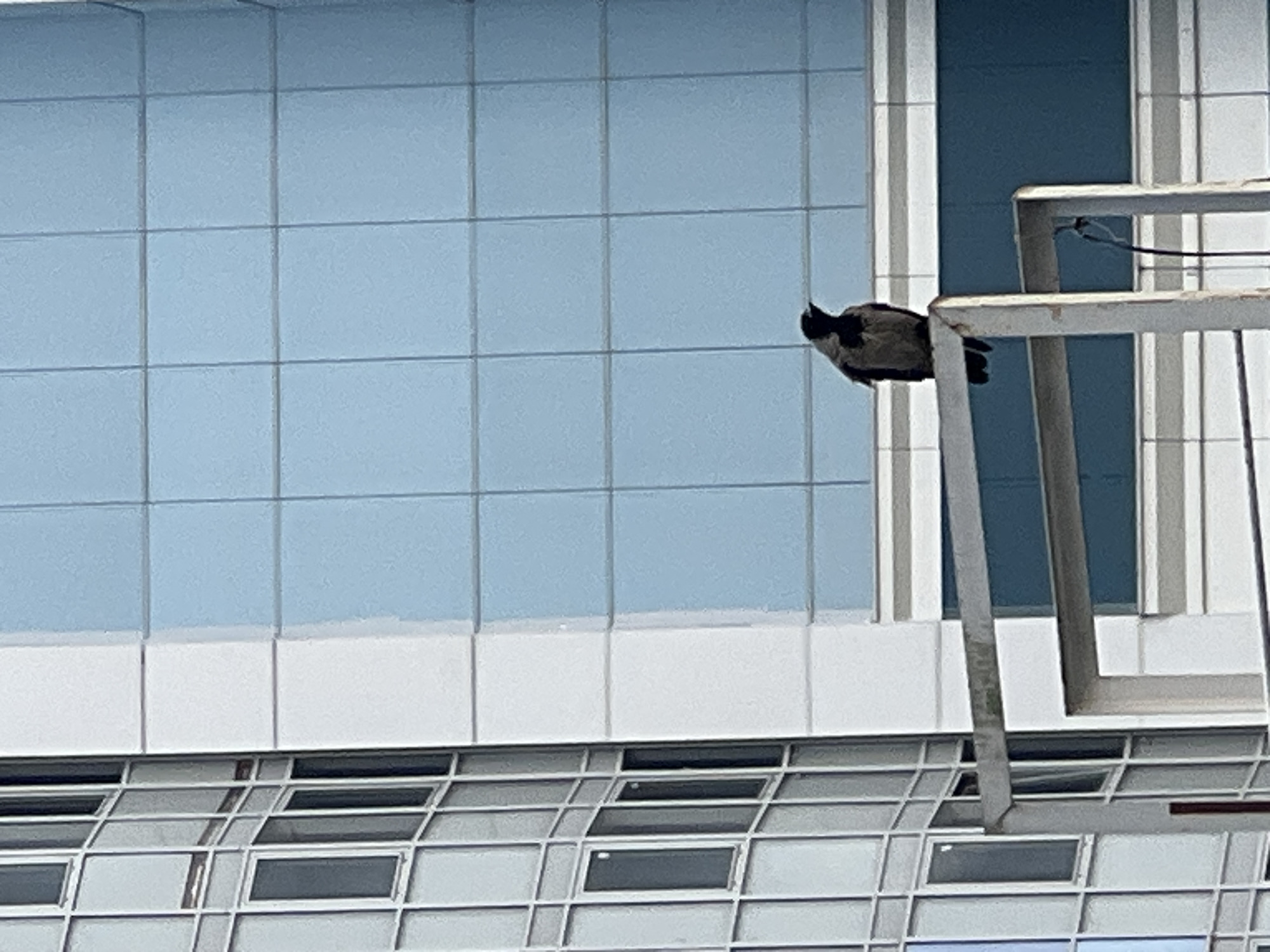 A single crow, a Corvus cornix, is perched on a metal railing. The crow is predominantly grey with black head and wings. It is facing to the right of the frame. The background is a modern building with a facade of light blue glass panels and white sections. The building appears to be in an urban environment. The image was taken in the city of Sinyavino, Russia.