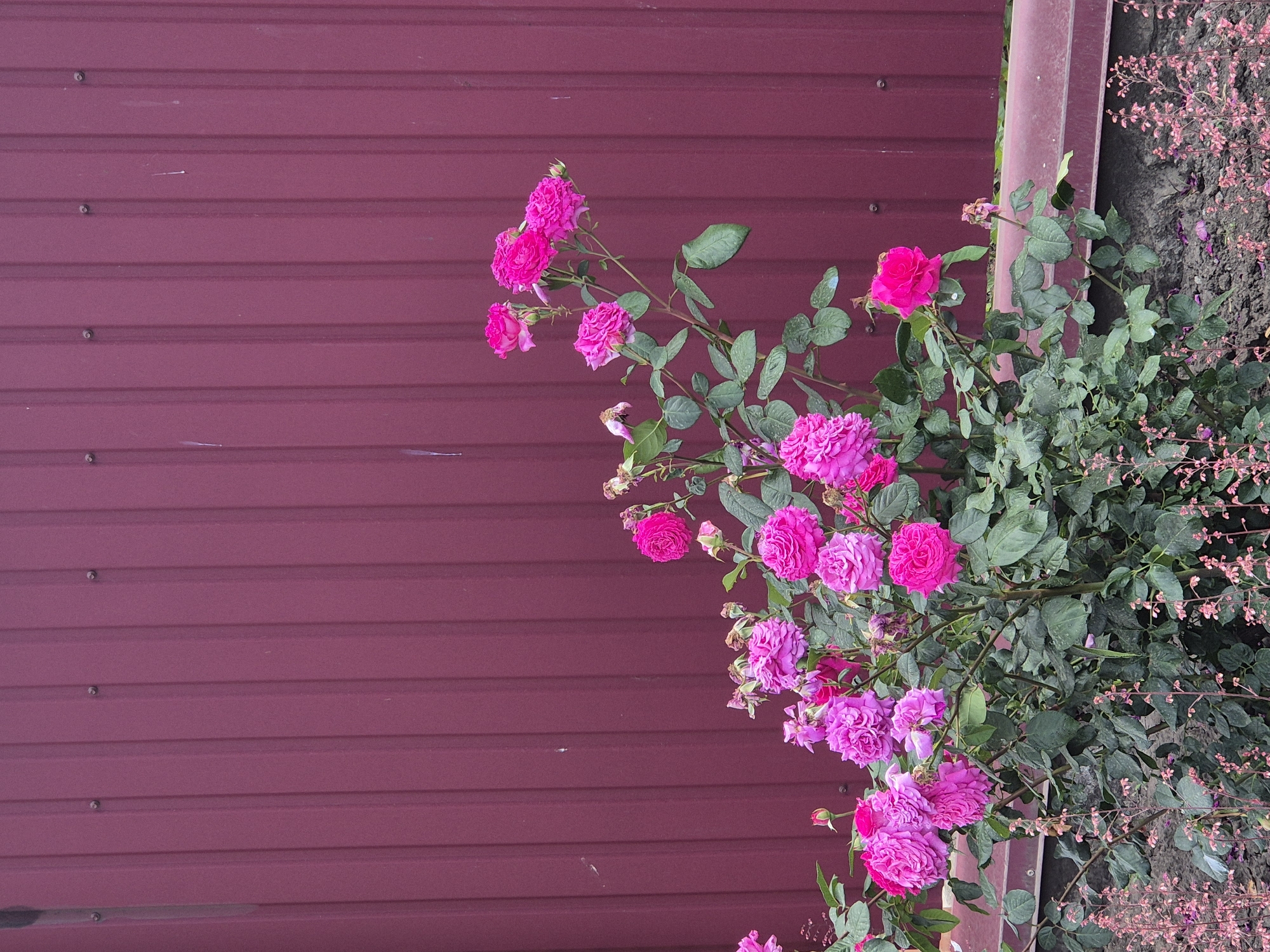 A cluster of bright pink roses blooms against a backdrop of a corrugated, dark pink wall. The roses, varying in fullness and stage of bloom, are a vibrant contrast to the muted tones of the wall. Some of the roses are fully opened, revealing their layered petals, while others are still buds or in earlier stages of development. Green leaves and stems form a natural canopy around the flowers, adding texture and depth to the composition. In the background, to the right of the roses, a patch of soil is visible, sprinkled with tiny pink flowers and dry leaves, suggesting a garden setting. The wall, made of metal sheets with visible horizontal lines and rivets, runs from the left to the upper right edge of the frame. A pink vertical beam, likely part of a fence or structure, is also present on the right side of the image. The overall impression is one of natural beauty set against an artificial, industrial element. The lighting suggests it might be daytime, but the overcast sky or shadows do not provide a clear indication of the time of day. The scene evokes a sense of the outdoors, perhaps a garden adjacent to a building or fence. There is no visible text in the image.