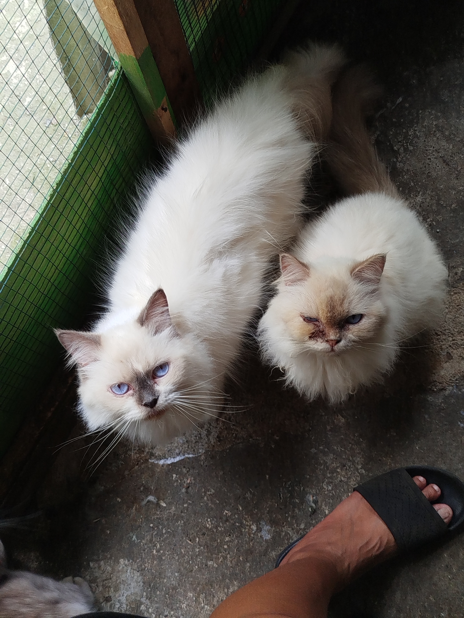 This image shows two fluffy, white cats with blue eyes and darker points on their ears and faces, positioned on a concrete ground. One cat is larger and more elongated, while the other is smaller and rounder, with a visible injury near its eye. They are situated in an outdoor enclosure with a green mesh fence and a wooden support structure. A human foot wearing a black slide sandal is visible in the bottom right corner, indicating the presence of a person. The background shows a rough, textured concrete surface. The scene appears to be in Depok, Indonesia.