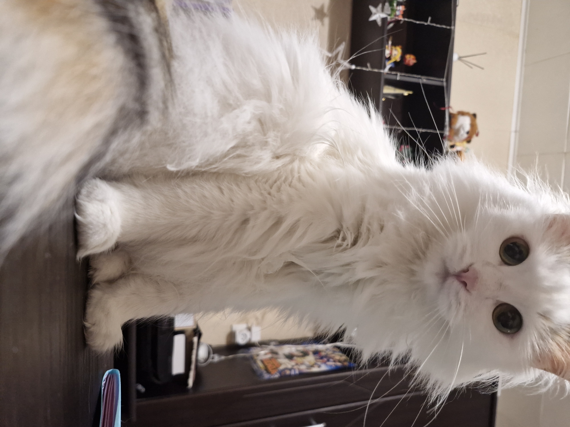 A fluffy white cat with some tan and grey markings is lying on a dark brown surface. The cat is facing the camera with wide, round eyes and a pink nose. Behind the cat, there is a cabinet with shelves containing various items, including decorations and toys. The photo appears to be taken indoors. No people are visible. There is no information to ascertain that this picture has been taken in the city of Yekaterinburg, Russia.
