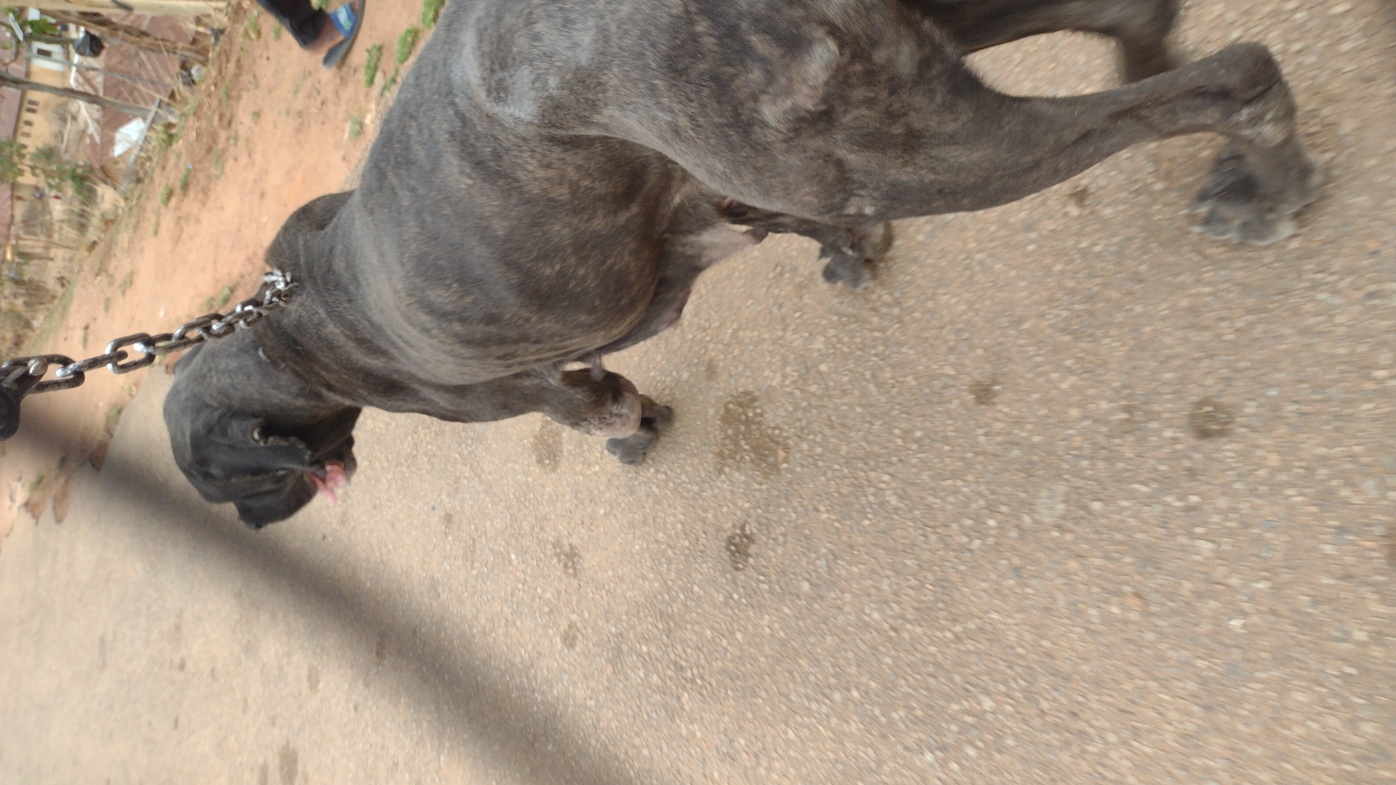 The image depicts a brindle Mastiff dog, possibly a Cane Corso, with a heavy chain leash. The dog is standing on a paved surface, likely a sidewalk or road, with apparent damp spots nearby. The surrounding environment shows a glimpse of a residential area with low-rise buildings and sparse vegetation. Given the prompt, the location is potentially in Jos, Nigeria. A person is visible in the top left corner with dark footwear.