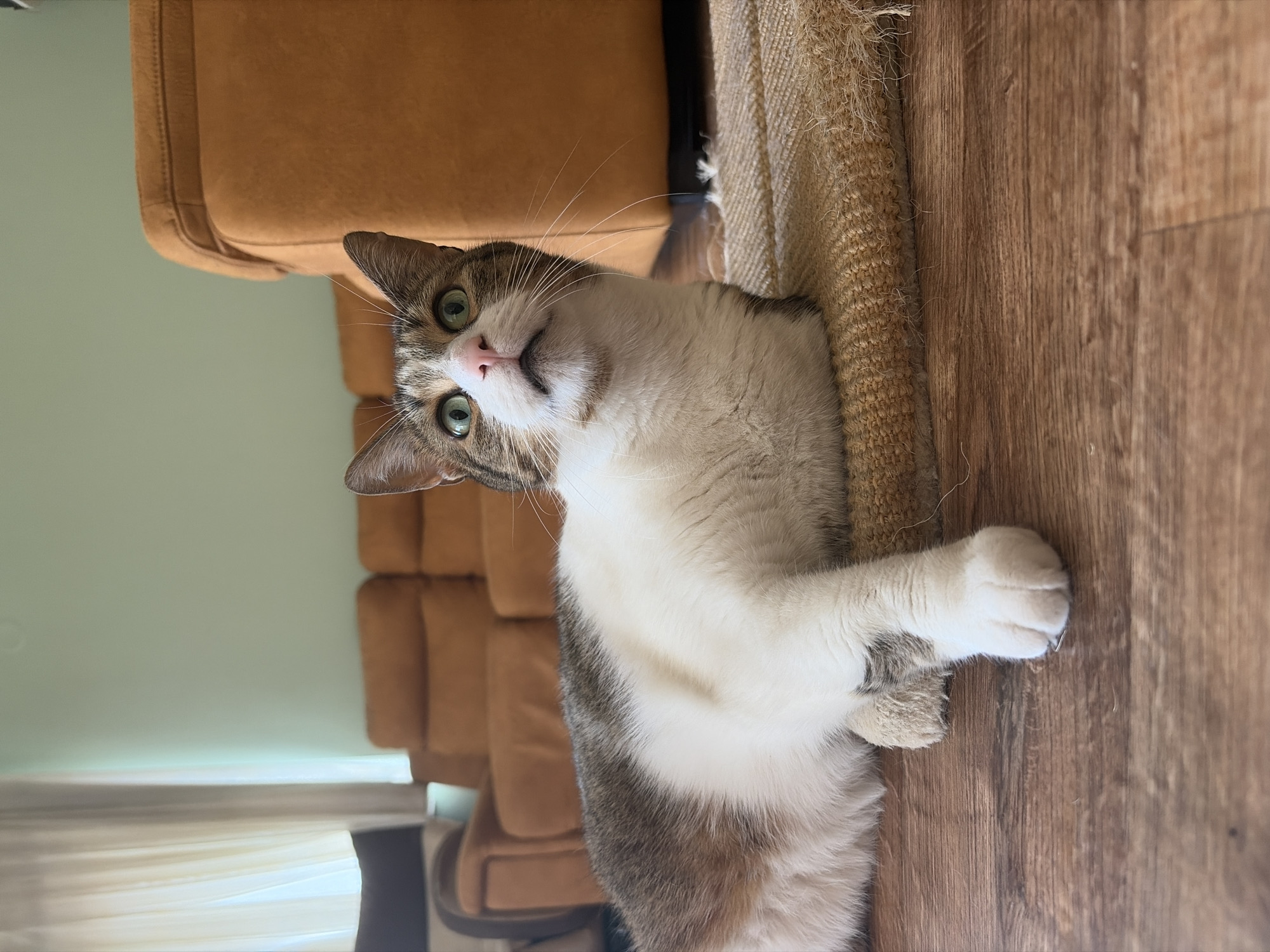 A low-angle, close-up shot shows a domestic shorthair cat lying on a woven rug on a wooden floor. The cat, with white, grey, and brown tabby markings, is facing forward and looking upwards with wide, green eyes and a pink nose. Its front paws are extended. In the background, a light green wall is visible, along with a portion of a light brown couch and sheer curtains hanging in front of a window. The scene appears to be indoors, in a domestic setting.