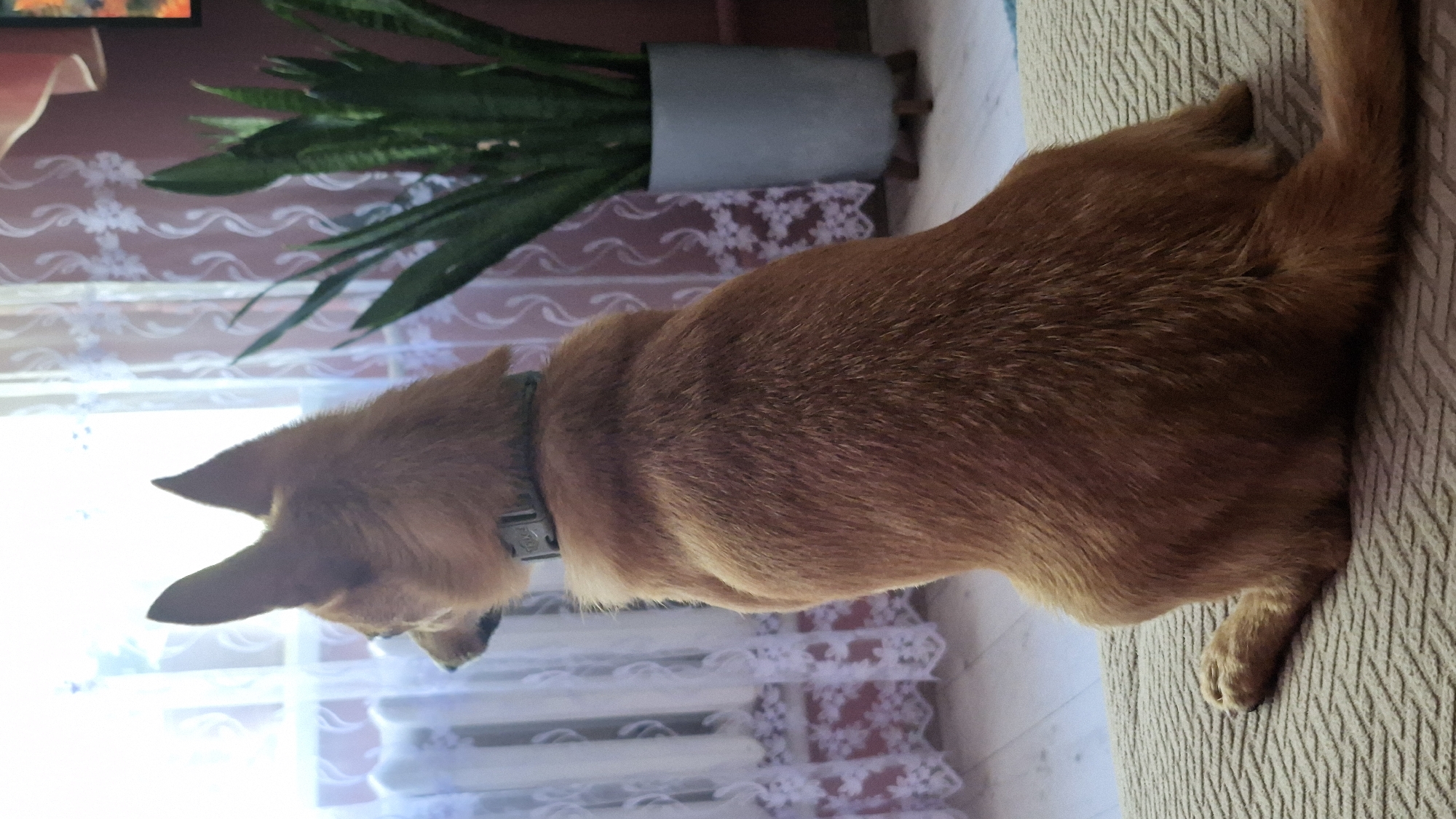 A medium shot shows a small, ginger-colored dog with erect ears sitting on a beige, textured surface, facing away from the camera and looking out a window. The dog wears a gray collar. Behind the dog, sheer white curtains with a subtle floral pattern are visible, draped over a radiator. To the right, a snake plant in a light gray pot stands on wooden legs. The background wall is a muted pinkish-red. The lighting suggests it is daytime. The overall scene is indoors. No specific location within Švenčionys, Lithuania can be determined from the image.
