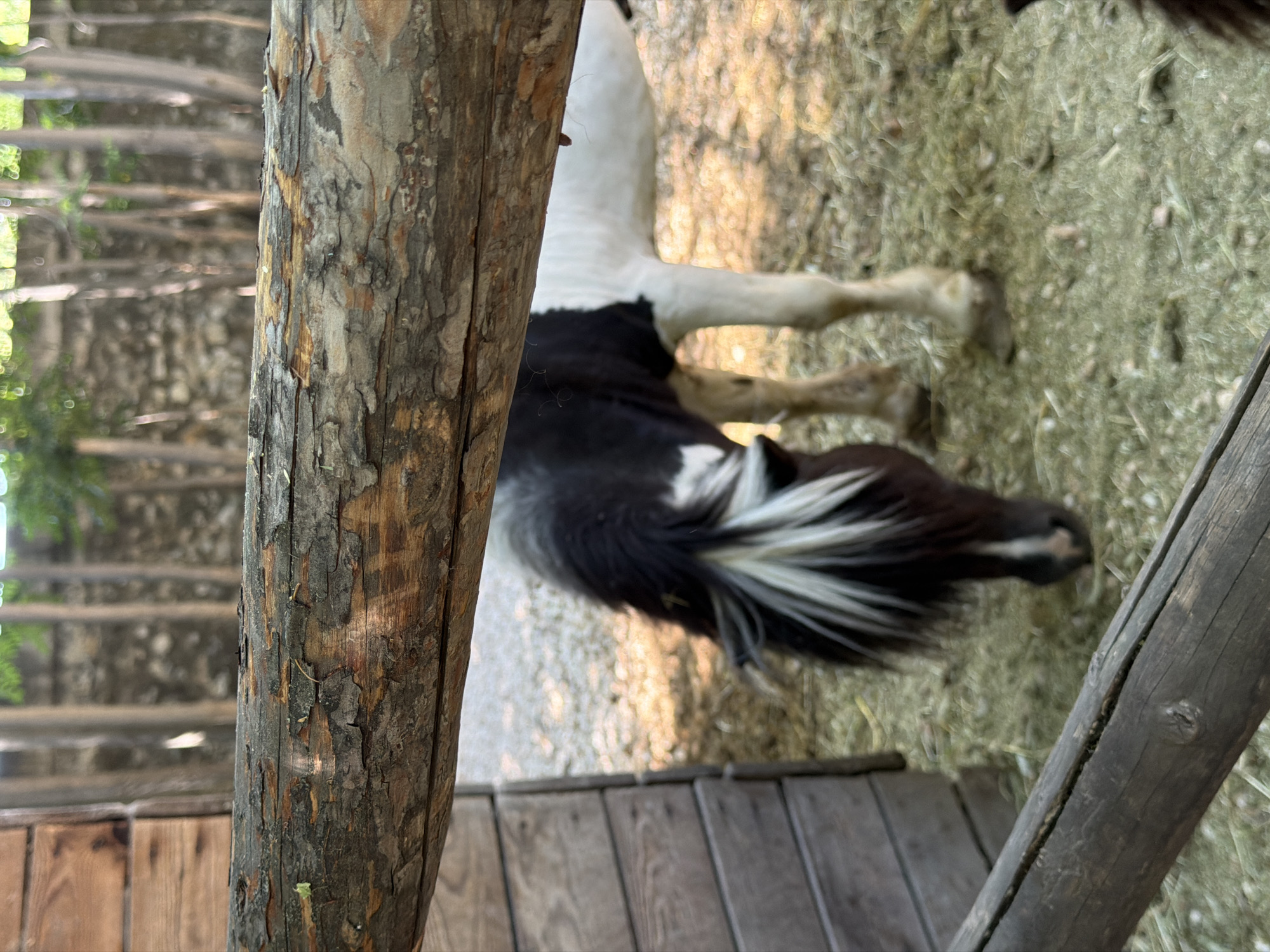 A black and white piebald pony is standing on a bed of straw in an outdoor enclosure. The pony's head is lowered, and it appears to be eating. The enclosure is surrounded by a wooden fence. In the background, there are trees and a stone wall. The scene is lit by natural sunlight.