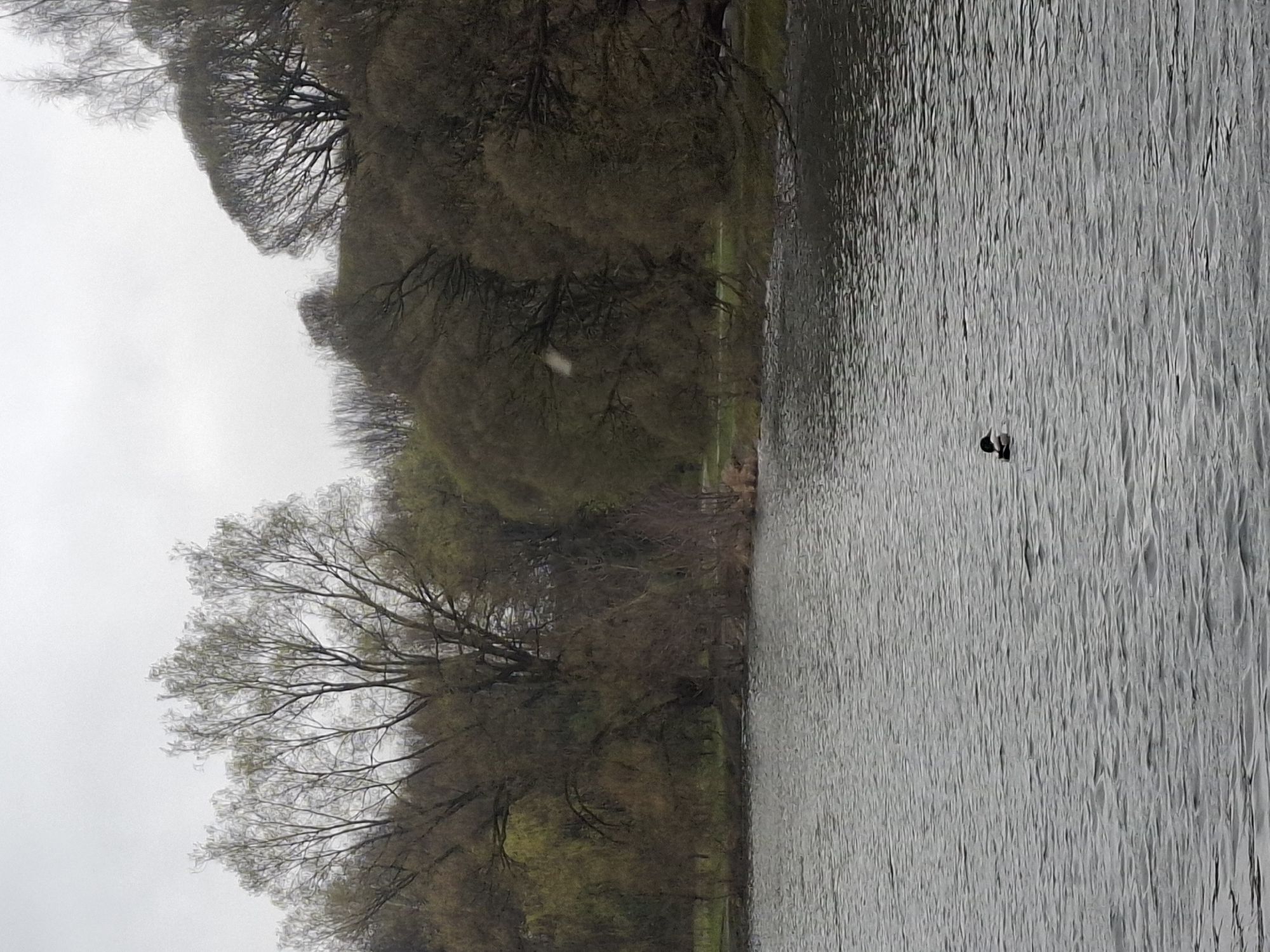 The image captures a serene natural landscape, likely a lake or wide river with a wooded bank, under an overcast sky. The scene is presented in a landscape orientation, with the majority of the right side occupied by the expansive body of water. This water surface is a uniform grey, covered with numerous small, textured ripples, suggesting the presence of a gentle breeze.
On the left side of the frame, a densely wooded bank ascends, populated by numerous deciduous trees. These trees appear to be in early spring, as many branches are still bare, displaying intricate patterns against the sky, while others show burgeoning light green foliage, indicating fresh growth. The color palette of the trees is dominated by natural browns, muted greens, and dark greys, reflecting the subdued light of the overcast day.
The sky, visible above the tree line and extending to the top-left, is a uniform, light grey, suggesting an overcast weather condition. A single, small, dark bird, possibly a duck or coot, is seen floating peacefully on the water towards the bottom-right portion of the image. Near the center, above the trees, a small, white, blurry speck is visible, which could be a feather or a photographic artifact.
The overall atmosphere is one of tranquility and natural beauty. The time of day is daytime, but the lack of direct sunlight means there are no distinct shadows. The image does not contain any visible text or specific human-made structures.