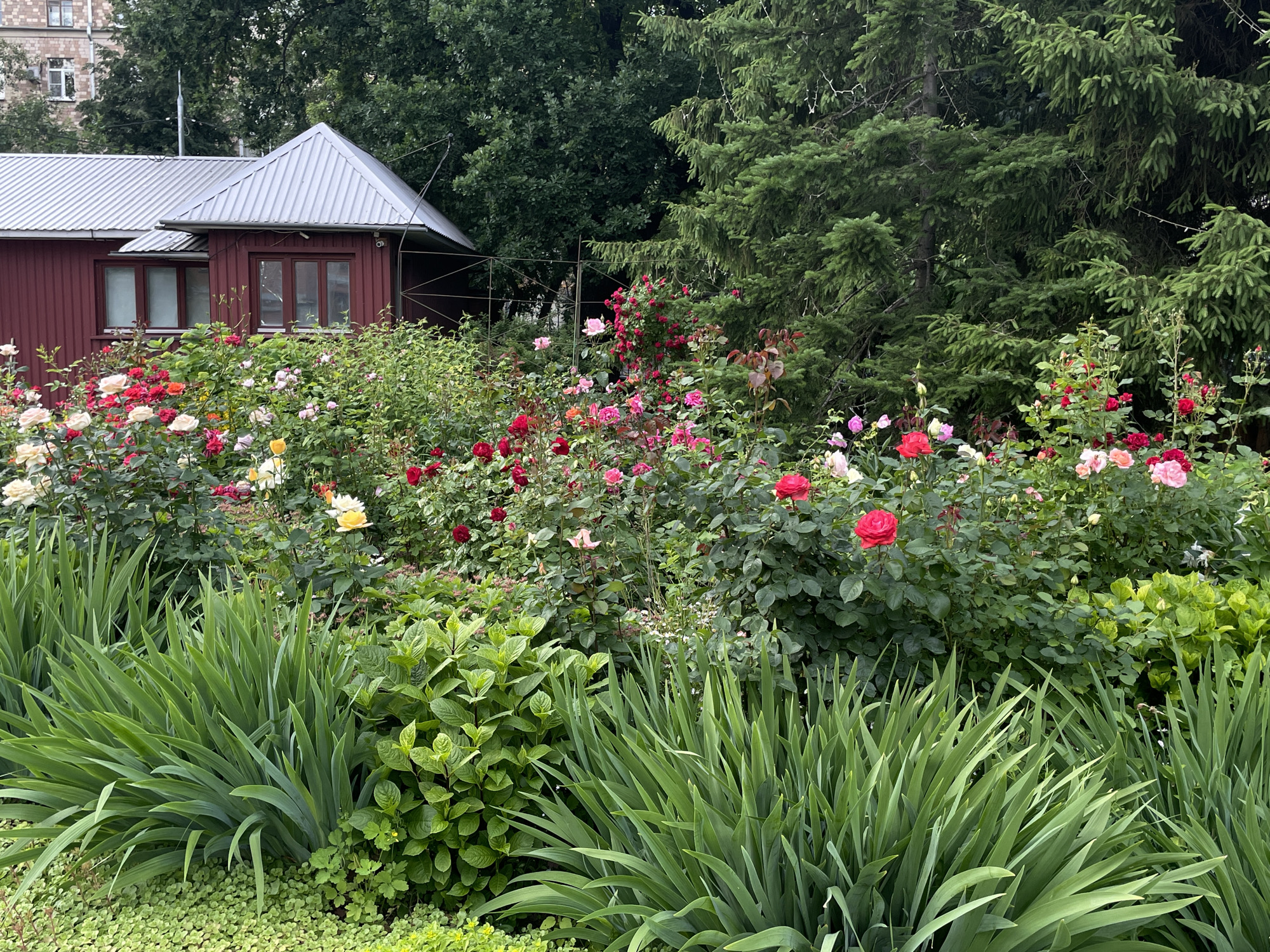 The image shows a vibrant rose garden in front of a red building with a silver, sloped roof. Tall evergreen trees, likely fir or spruce, form a dense backdrop behind the garden. The garden itself is overflowing with roses in various shades of red, pink, yellow, and white, interspersed with lush green foliage. In the foreground, large clumps of sword-like green leaves, possibly irises, dominate the lower part of the frame, with smaller green ground cover visible beneath them. The building, appearing to be a shed or small outbuilding, has several windows and a visible security camera. The scene suggests a well-maintained garden, likely in a suburban or park setting within Moscow, Russia, given the architectural style and vegetation. There are no people visible in the image.
