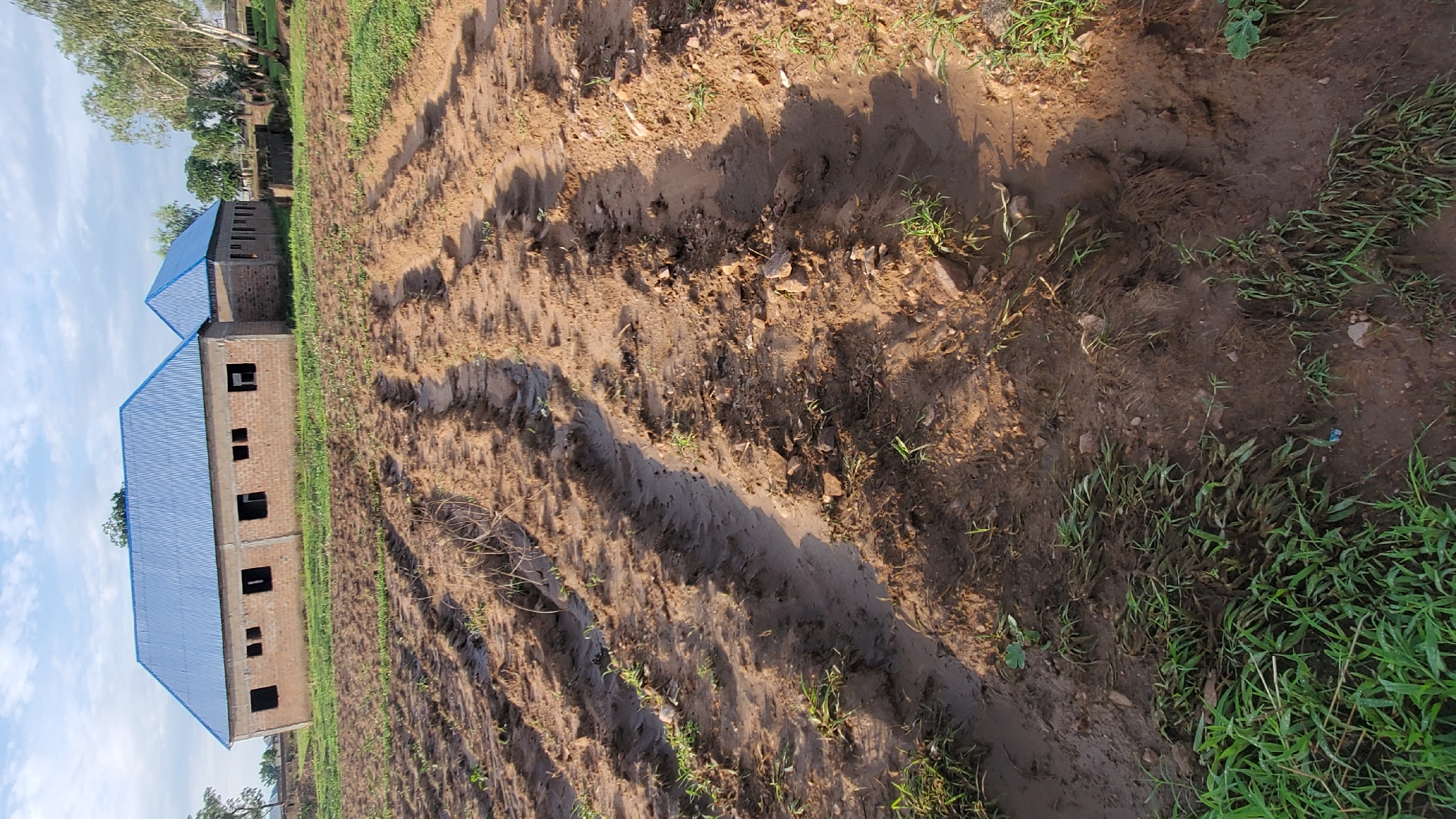 This image depicts an agricultural scene with residential or institutional buildings in the background, located in Jalingo, Nigeria. In the foreground, a large expanse of tilled brown earth is visible, characterized by distinct parallel furrows running from the lower left to the upper right of the frame. The soil appears wet and muddy in many areas, with standing water in some of the furrows and sporadic patches of sparse green vegetation or young crops emerging from the mud. Small rocks and debris are scattered across the tilled ground.
In the mid-ground, two unfinished brick structures stand. The building on the left is a single-story brick structure with a new, bright blue corrugated metal roof. Multiple rectangular openings, presumably for windows, are cut into its facade but lack frames or glass. The building on the right is partially obscured by the first but also features a matching blue corrugated metal roof and appears to be of similar construction and unfinished state.
Beyond the buildings, a line of mature trees with light-colored trunks is visible against a partly cloudy blue sky. No individuals, animals, or explicit actions are discernible within the frame. The overall impression is one of recent agricultural activity and ongoing construction under a bright, possibly overcast, daytime sky.