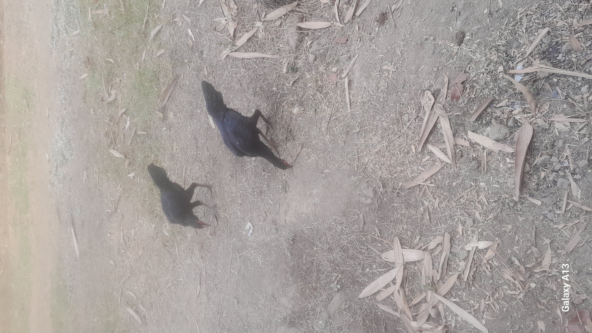 Two black chickens are foraging on a dirt path in Hadipolo, Indonesia. The ground is covered with dry leaves and small stones. The chickens are actively pecking at the ground, presumably searching for food. The lighting suggests it is daytime, possibly late morning or early afternoon.