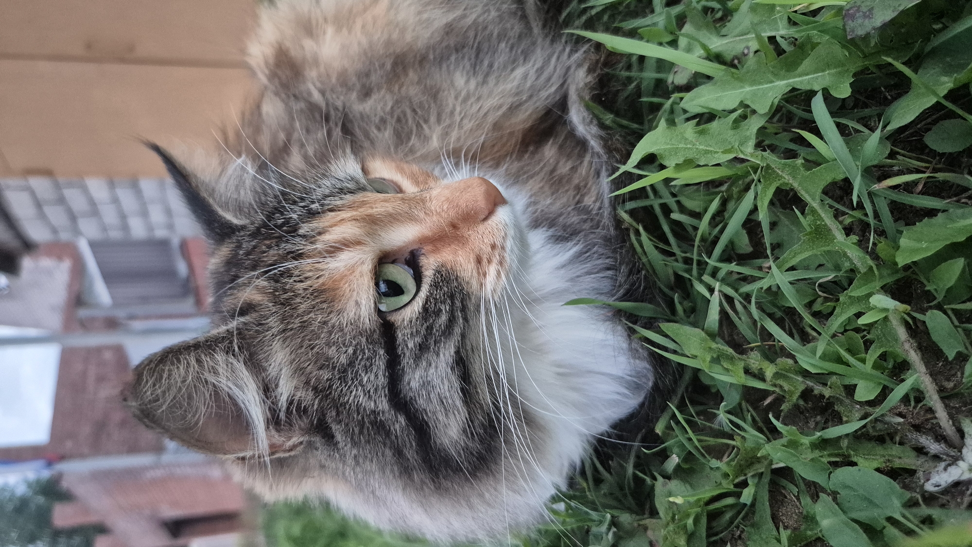 A calico cat is lying on the grass in front of a brick building with a light brown door. The cat has green eyes and is looking to the right. The grass is green and there are some weeds in it. The sky is cloudy. The building appears to be in a residential area.