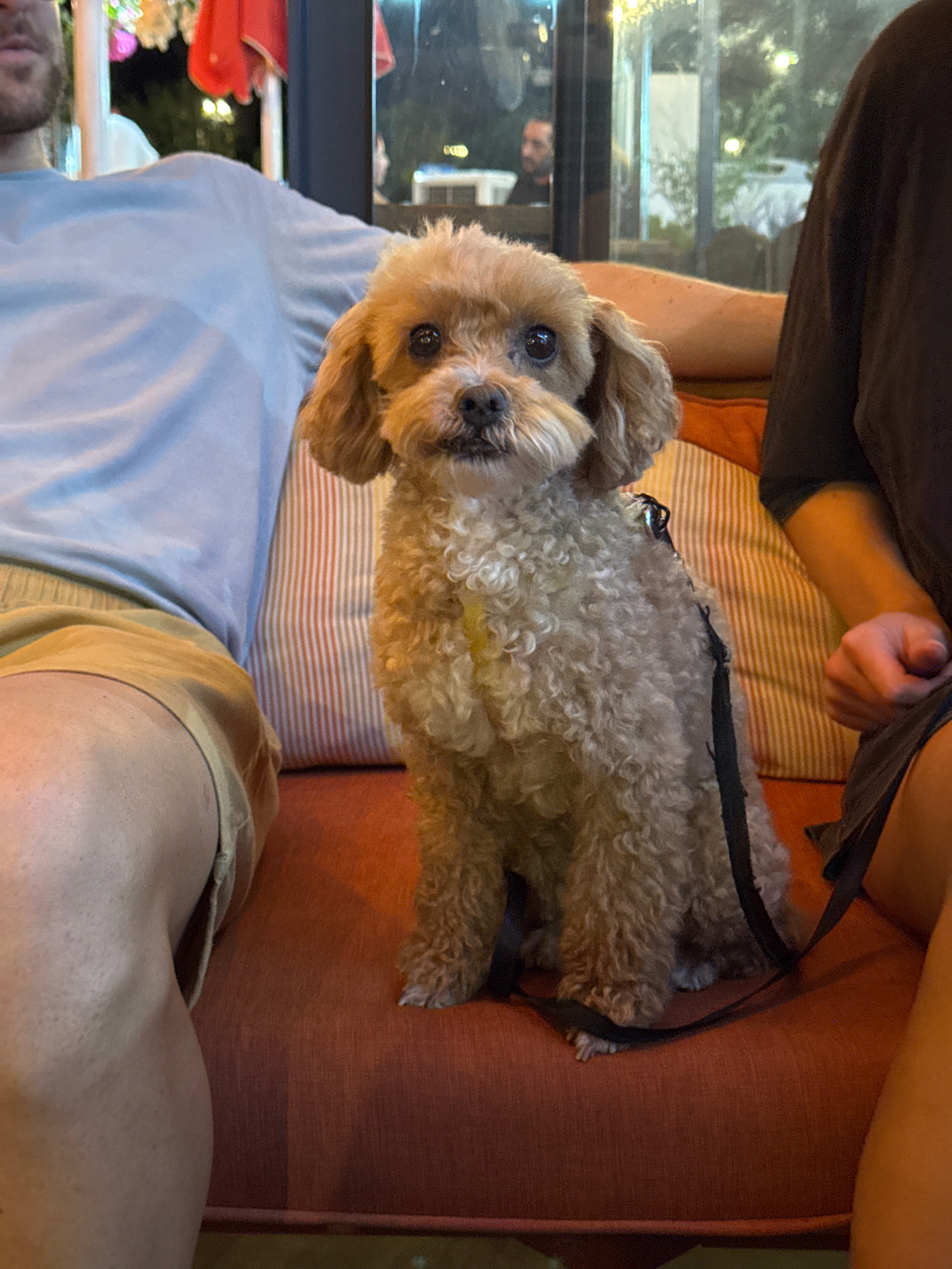 A small, curly-haired, light brown poodle sits on a reddish-orange couch in an outdoor seating area, likely a restaurant or cafe, at night. The dog is wearing a black leash and a yellow tag. To the left, a person wearing a light blue t-shirt and khaki shorts is partially visible, with their legs and torso in the frame. To the right, another person wearing a dark t-shirt is partially visible, with their arm and hand in the frame. The background shows a blurred scene with lights and foliage, suggesting an outdoor setting in Konyaaltı, Turkey. The lighting is dim, with warm ambient light illuminating the scene.
