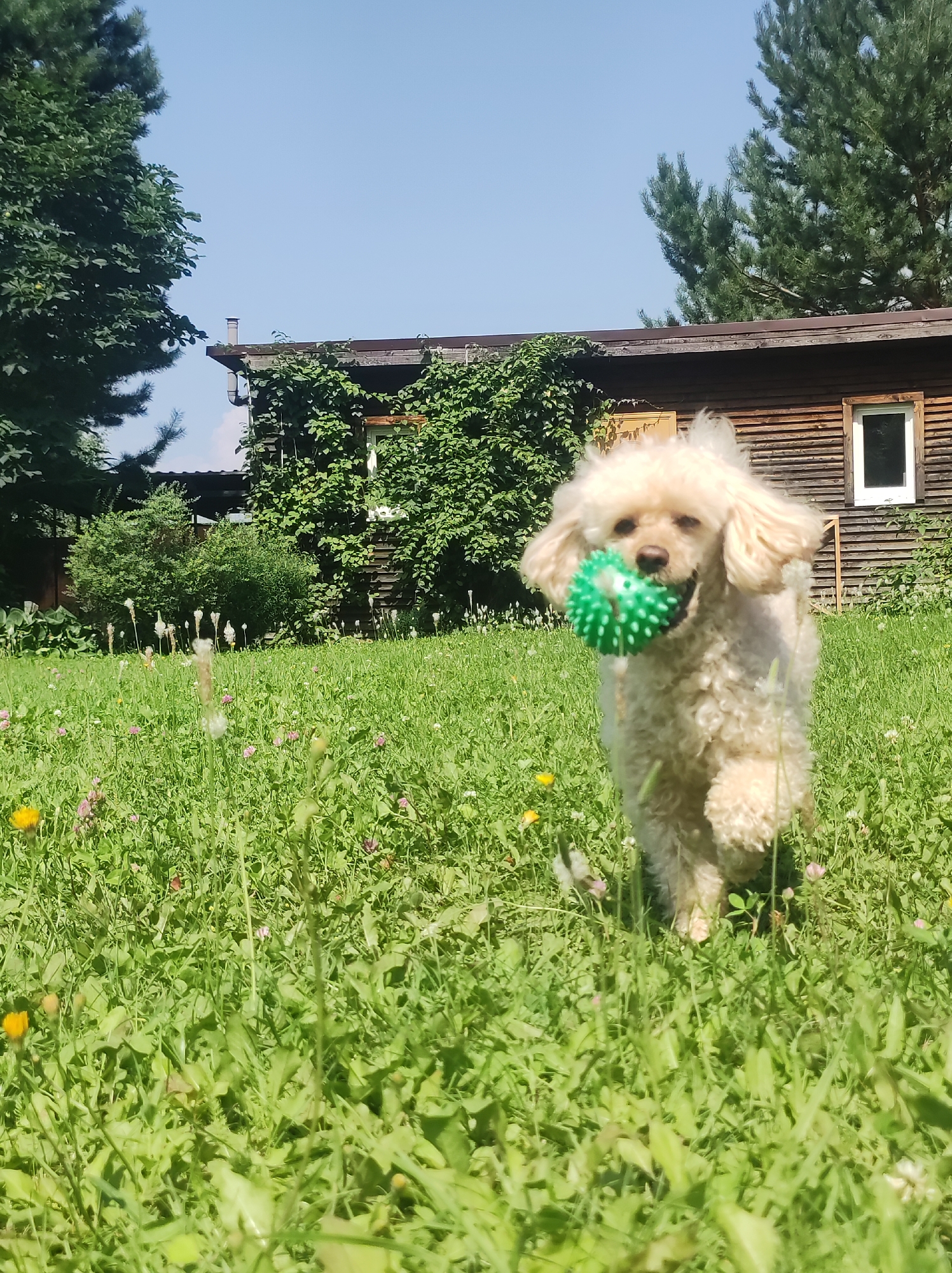 A cream-colored poodle is running through a grassy yard with a green spiked ball in its mouth. The dog is in the foreground, with a wooden house and trees in the background. The house has a brown roof and wooden siding, with one window visible on the right side of the image. The yard is covered in green grass and small flowers. The sky is clear and blue. The location is the city of Fokino, Russia.