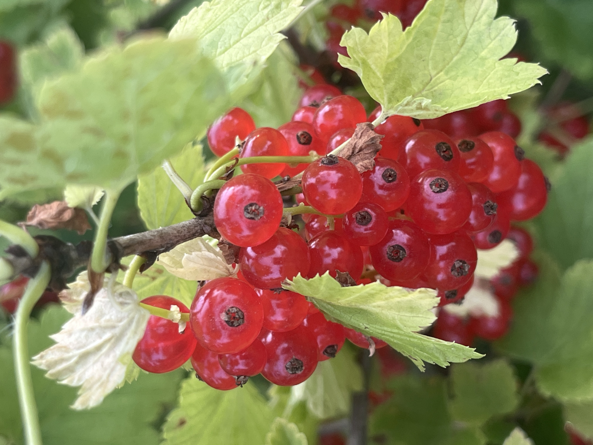 A close-up, eye-level shot captures a cluster of ripe red currants hanging from a branch. The currants are round and a vibrant red, with small, dark circular marks at their centers. Some of the currants are partially obscured by pale green leaves, some of which appear slightly dried or withered. The background consists of soft-focus green foliage, suggesting an outdoor setting, likely a garden or natural environment. The image is sharpest on the front-most currants and leaves. There is no indication of human presence or activity in the frame, nor any specific details that would place the scene in Vladimirovka, Russia.