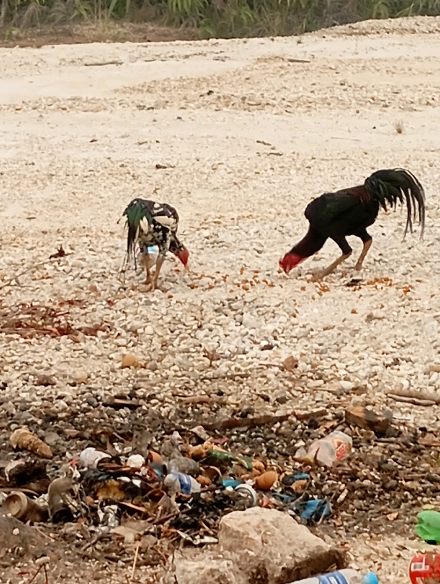 Two roosters are foraging on a gravelly area with scattered debris in Tumbang Tariak, Indonesia. In the foreground, a pile of trash includes plastic bottles, cans, and other discarded items. One rooster, predominantly black with dark red accents and a dark green tail, is actively pecking at the ground. The other rooster, smaller and with a black, white, and green patterned plumage, is also feeding on the ground. The environment appears to be an outdoor area, possibly near a roadside or a less-maintained section of the town, with dry vegetation visible in the background.