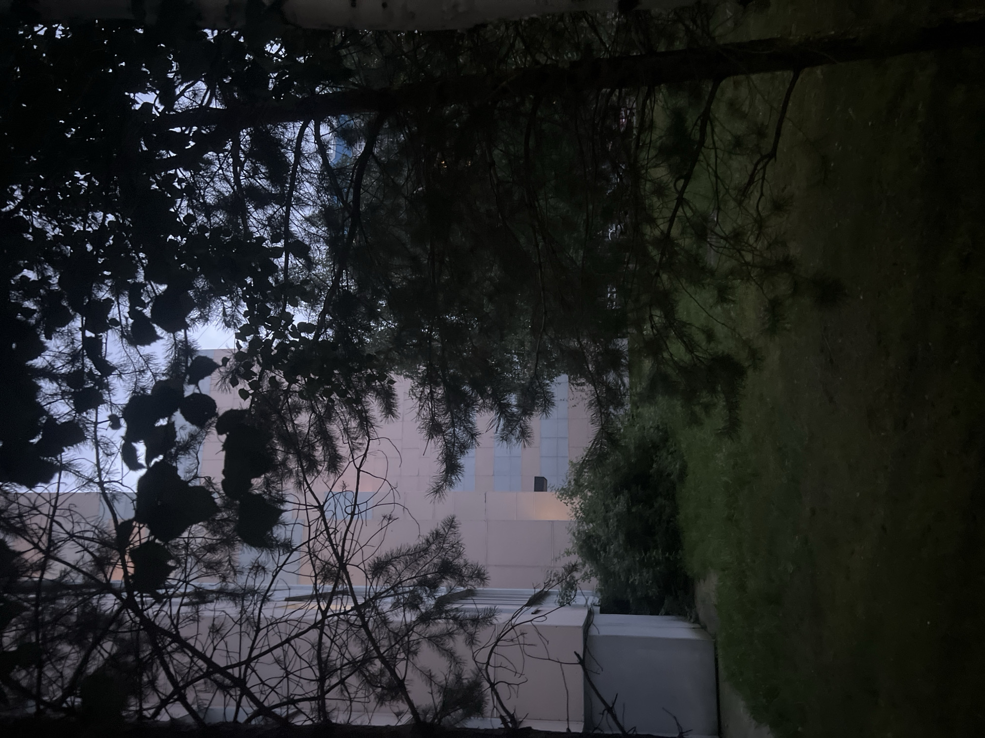 The image depicts an exterior view of a building in Surgut, Russia, during twilight. In the foreground, a lawn is visible, partially obscured by the branches of pine trees. To the left, a portion of a light-colored building with a white lower section is present. The main building, with a pale pinkish-tan facade and square blue-tinted windows, rises in the background. Dense green foliage is situated between the lawn and the building. The overall scene is characterized by low light conditions, with the sky appearing a muted blue and gray.